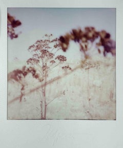 Ferule pt.2 - Photograph by Vito Difilippo - 2024