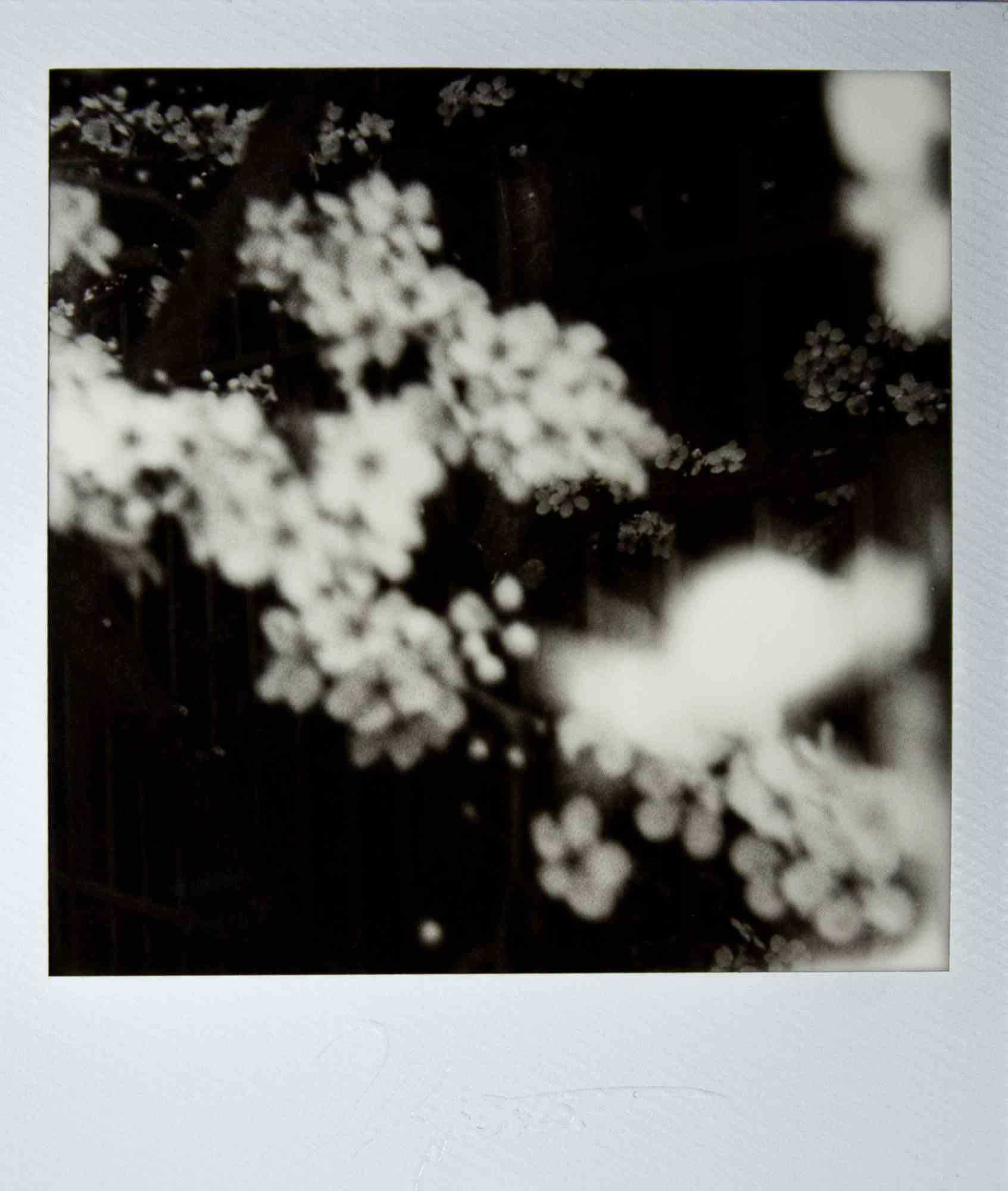 Fiori di Prugno al Vento- Photograph by Vito Difilippo - 2024