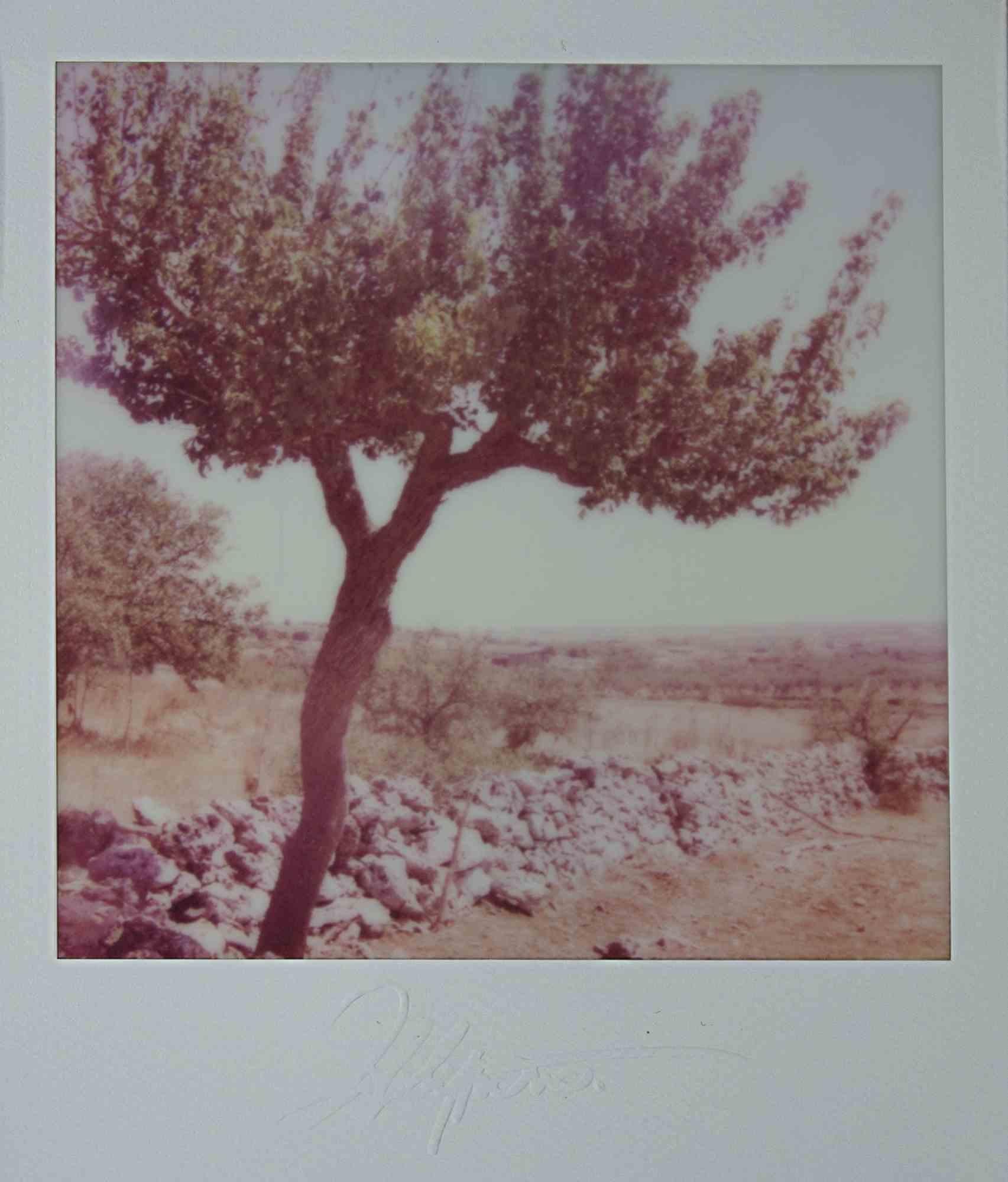 Paesaggio Pugliese - Photograph by Vito Difilippo - 2024