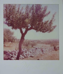 Paesaggio Pugliese - Photograph by Vito Difilippo - 2024