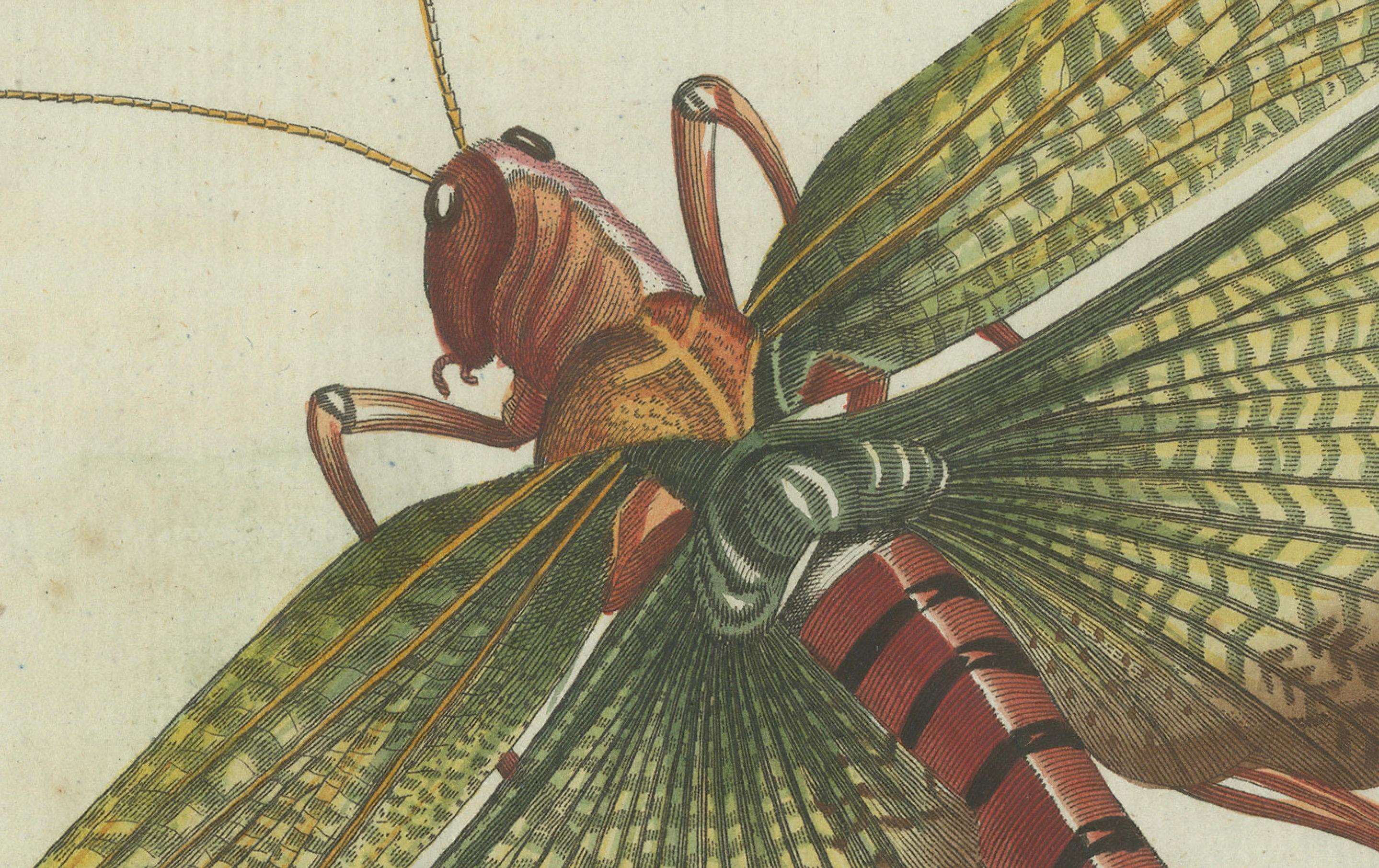 Vivid Grasshopper Study: Handkolorierte Gravur aus Bertuchs Bilderbuch, 1805 (Graviert) im Angebot