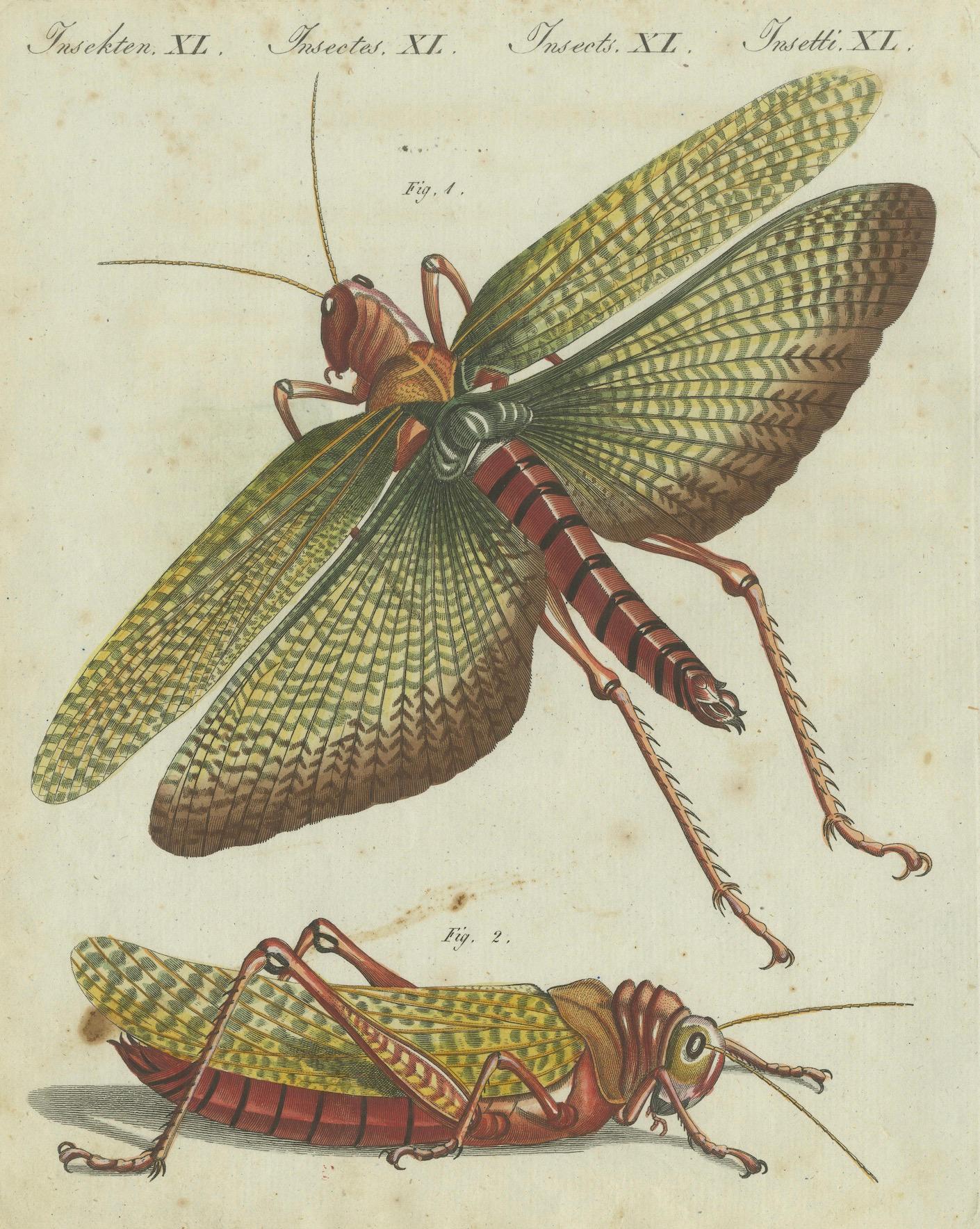 Vivid Grasshopper Study: Handkolorierte Gravur aus Bertuchs Bilderbuch, 1805 im Zustand „Gut“ im Angebot in Langweer, NL