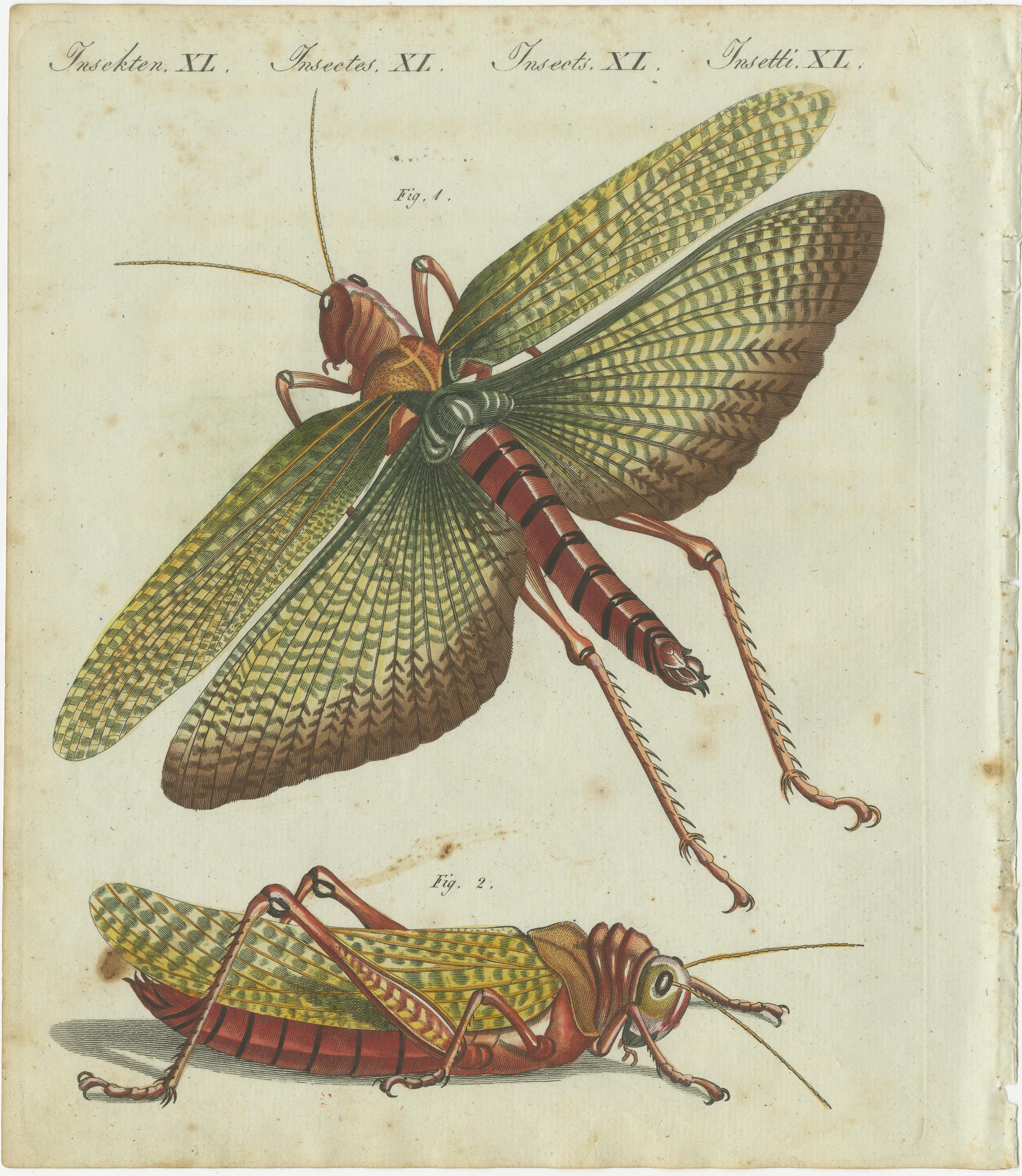 Vivid Grasshopper Study: Handkolorierte Gravur aus Bertuchs Bilderbuch, 1805 (Frühes 19. Jahrhundert) im Angebot