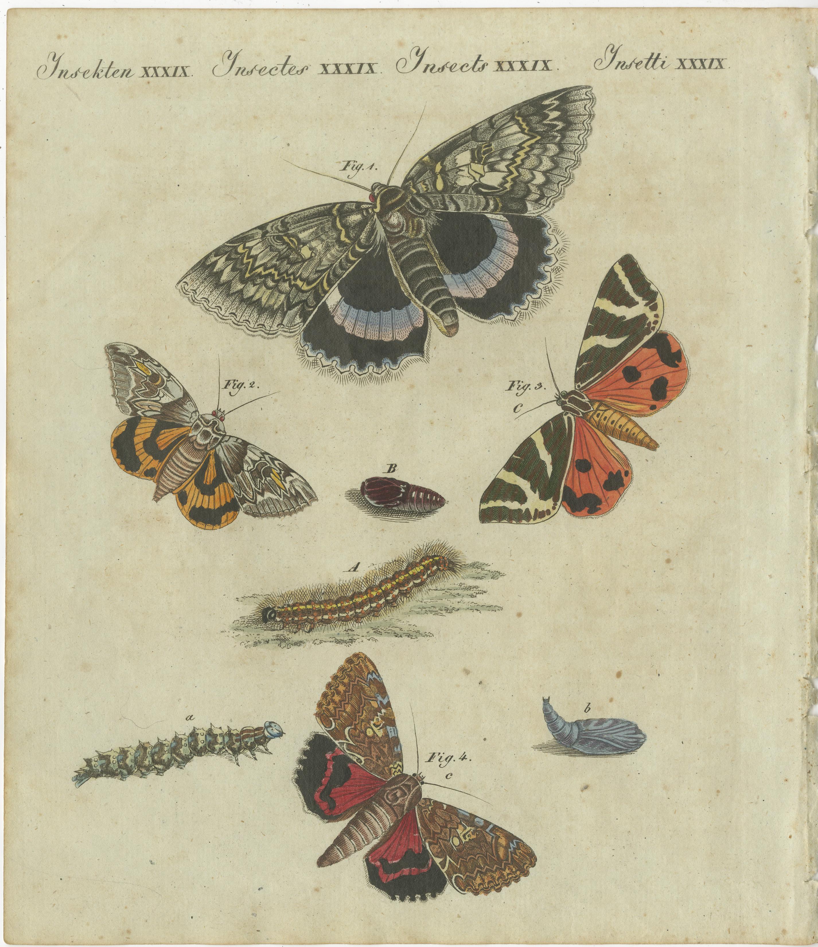Dieser exquisite handkolorierte Kupferstich aus Friedrich Johann Bertuchs berühmtem 