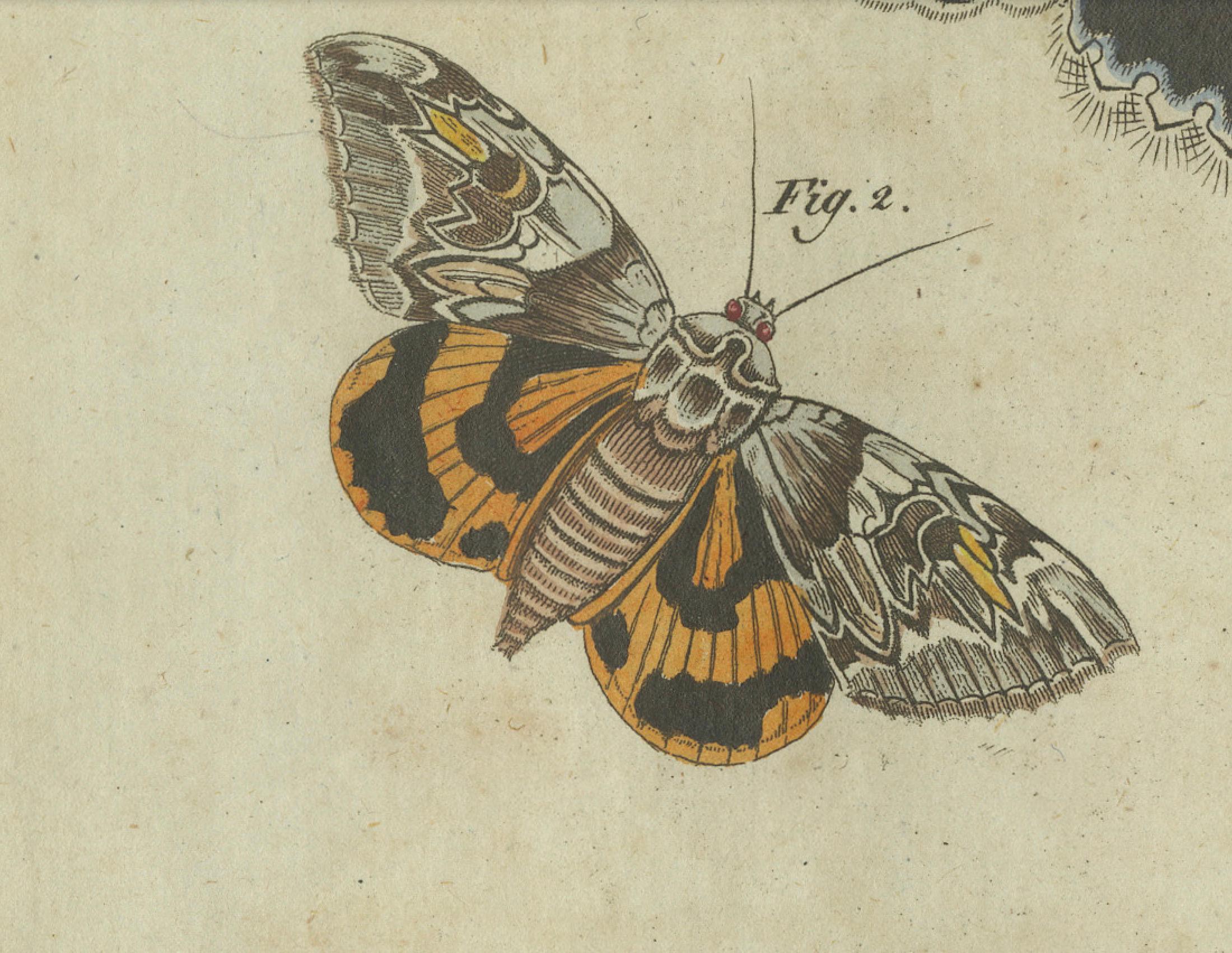 Vivid Lepidoptera: Handkolorierte Schmetterlings- und Moth-Studien aus dem 18. Jahrhundert (Graviert) im Angebot