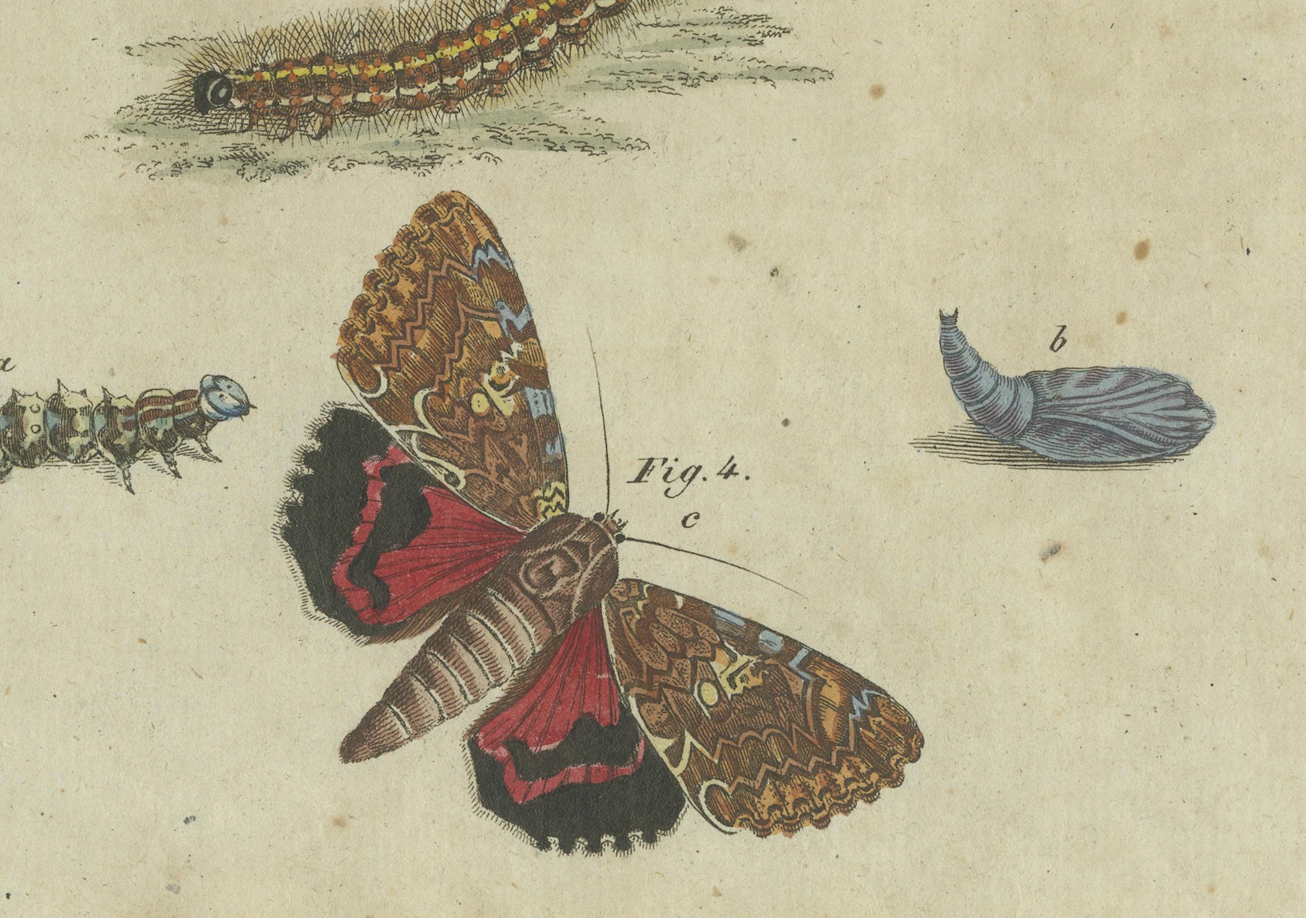 Vivid Lepidoptera: Handkolorierte Schmetterlings- und Moth-Studien aus dem 18. Jahrhundert im Zustand „Gut“ im Angebot in Langweer, NL