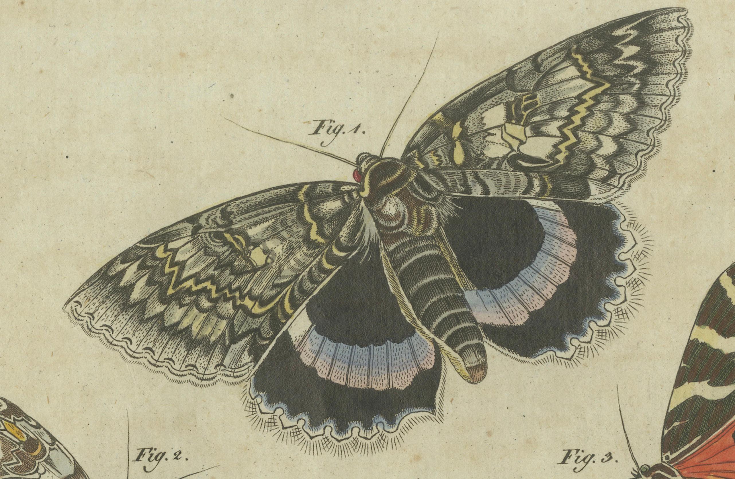 Vivid Lepidoptera: Handkolorierte Schmetterlings- und Moth-Studien aus dem 18. Jahrhundert (Frühes 19. Jahrhundert) im Angebot