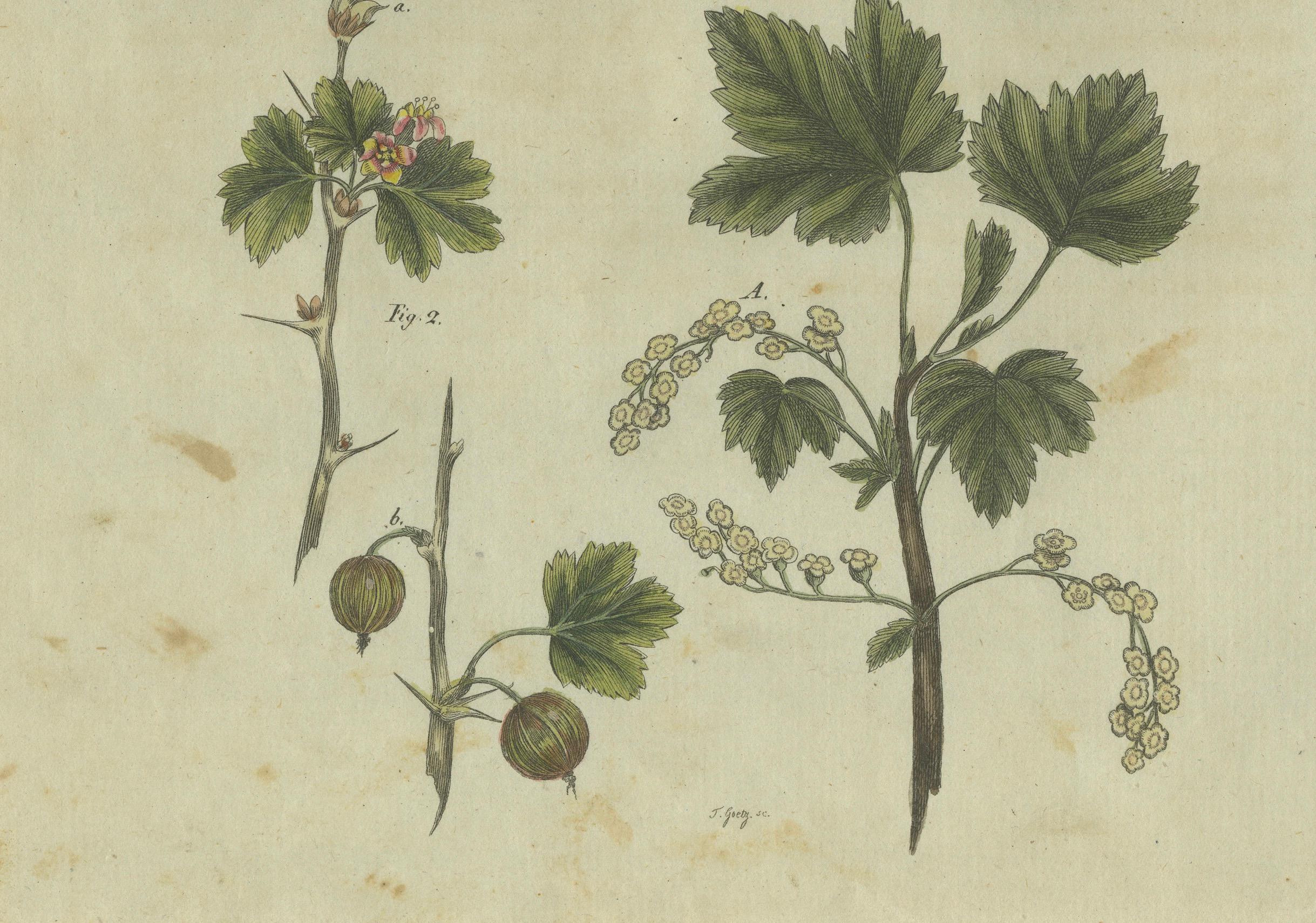 This finely detailed hand-colored copperplate engraving from Friedrich Johann Bertuch's *Bilderbuch für Kinder* (Picture Book for Children), published in Weimar in 1805, portrays two important botanical species: the red currant (*Ribes rubrum*) and