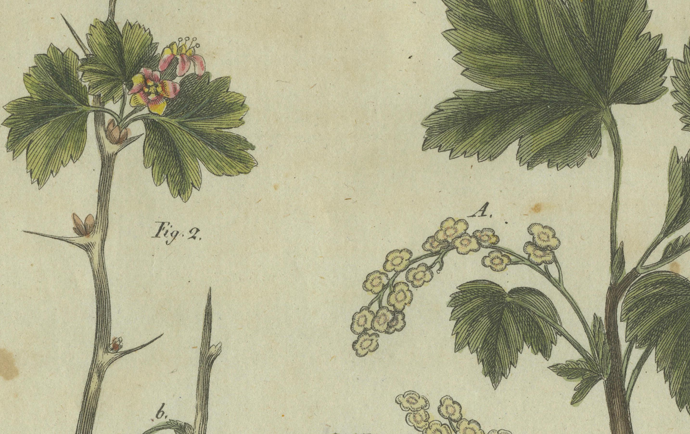 Engraved Vivid Red Currants and Gooseberries: Botanical Elegance from Bertuch's 1805 Work For Sale