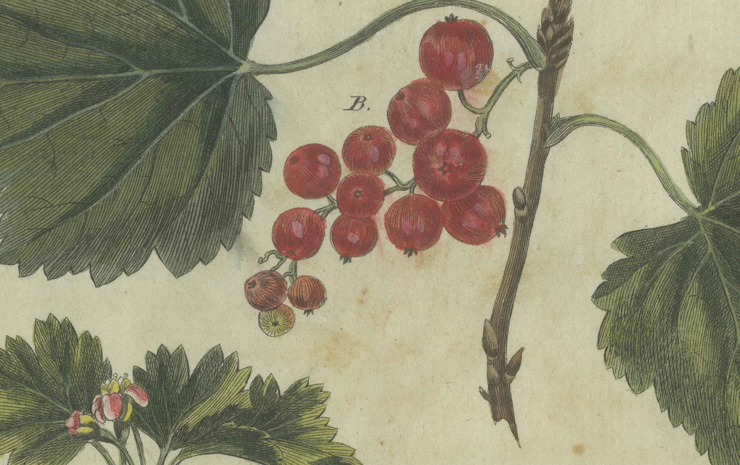Vivid Red Currants and Gooseberries: Botanical Elegance from Bertuch's 1805 Work In Fair Condition For Sale In Langweer, NL