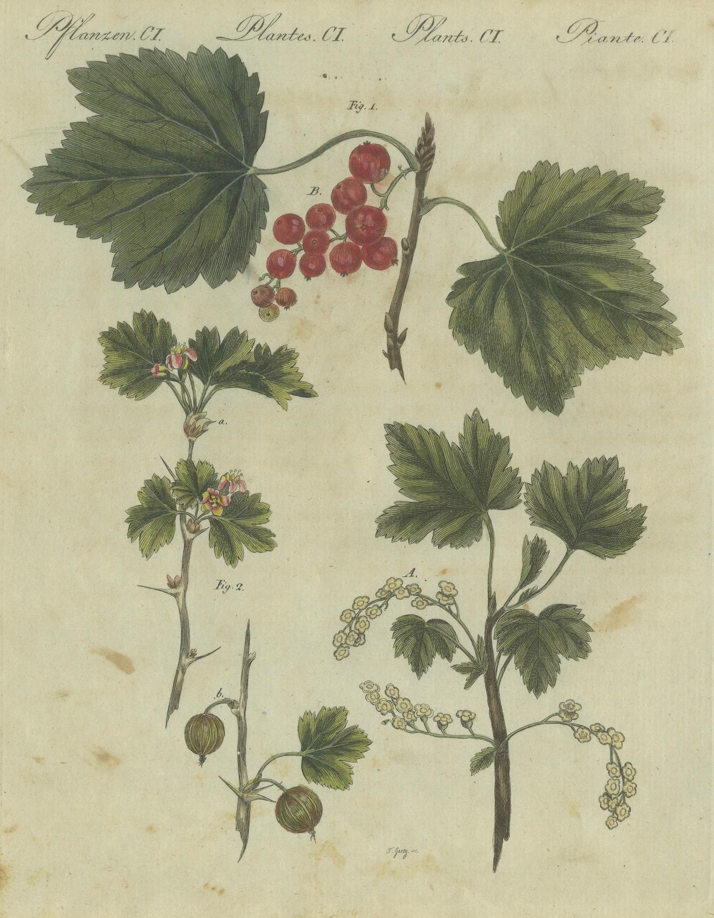 Early 19th Century Vivid Red Currants and Gooseberries: Botanical Elegance from Bertuch's 1805 Work For Sale