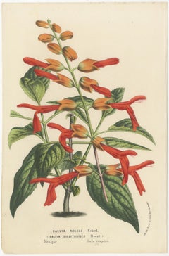 Lebendige Visionen: Roezls Sage und Red Hot Poker in der botanischen Kunst, um 1875