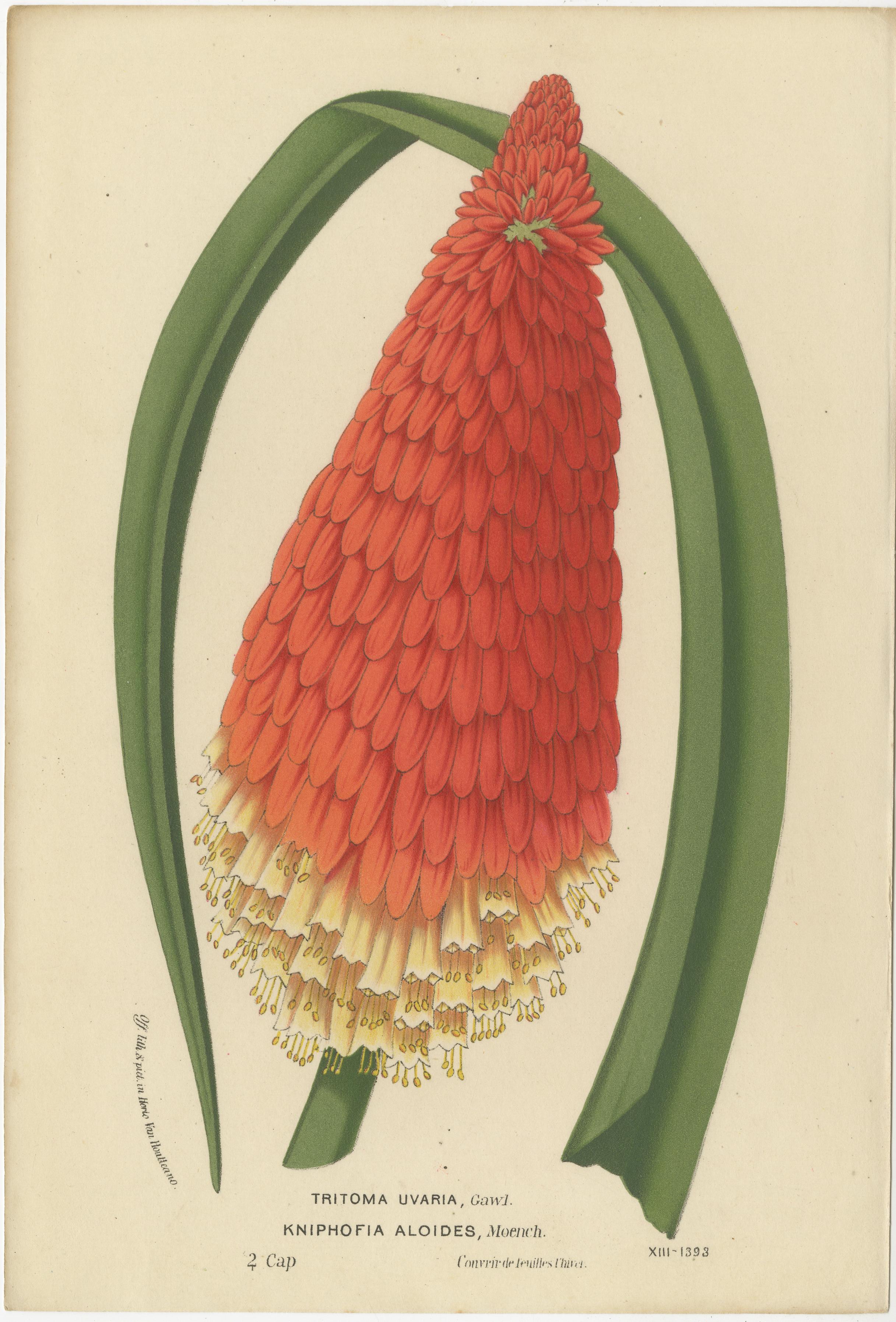 Vivid Visions : Roezl's Sage and Red Hot poker in Botanical Art, circa 1875 Bon état - En vente à Langweer, NL