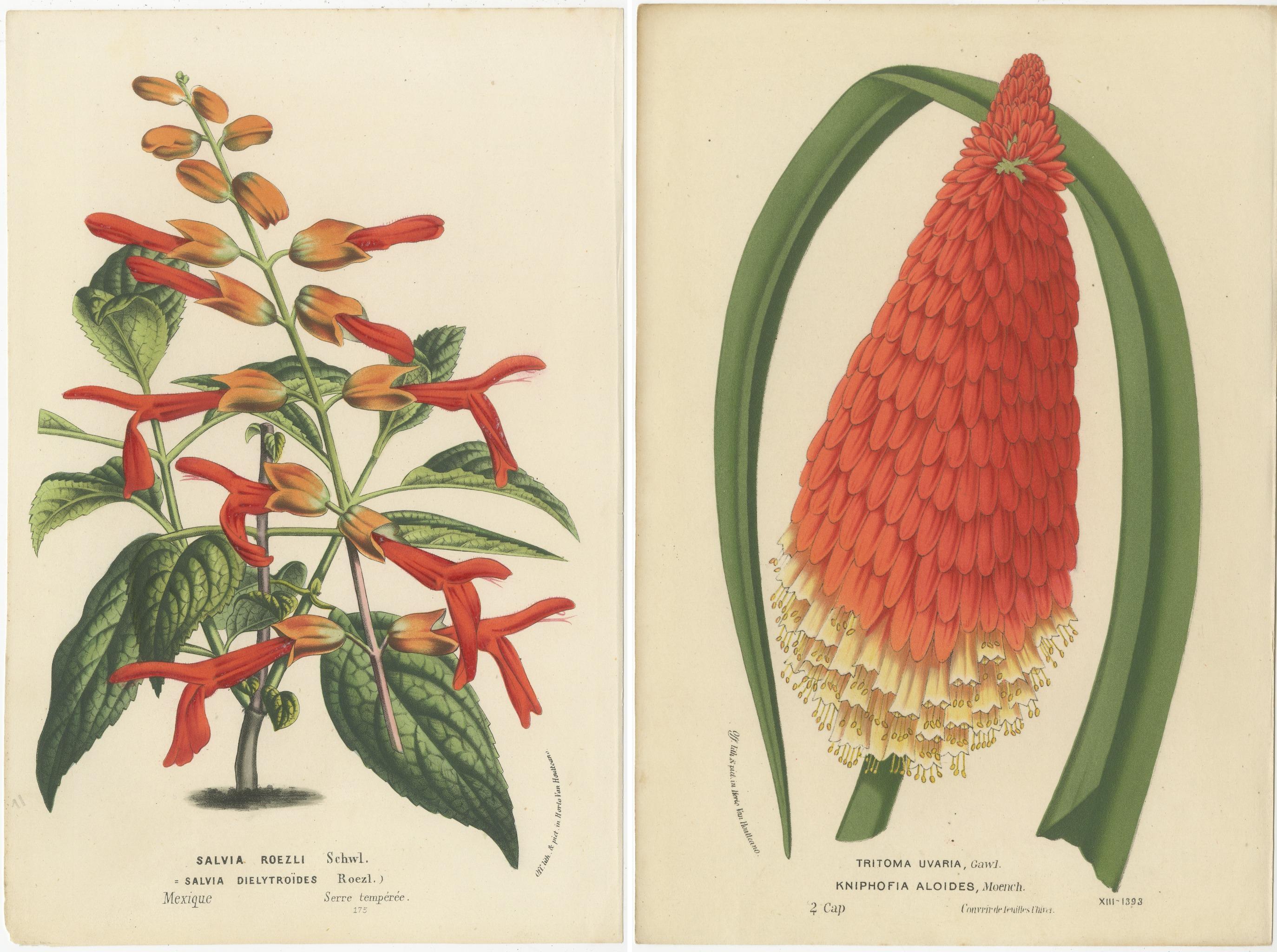 Fin du XIXe siècle Vivid Visions : Roezl's Sage and Red Hot poker in Botanical Art, circa 1875 en vente