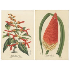 Vivid Visions: Roezl's Sage and Red Hot Poker in Botanical Art, circa 1875
