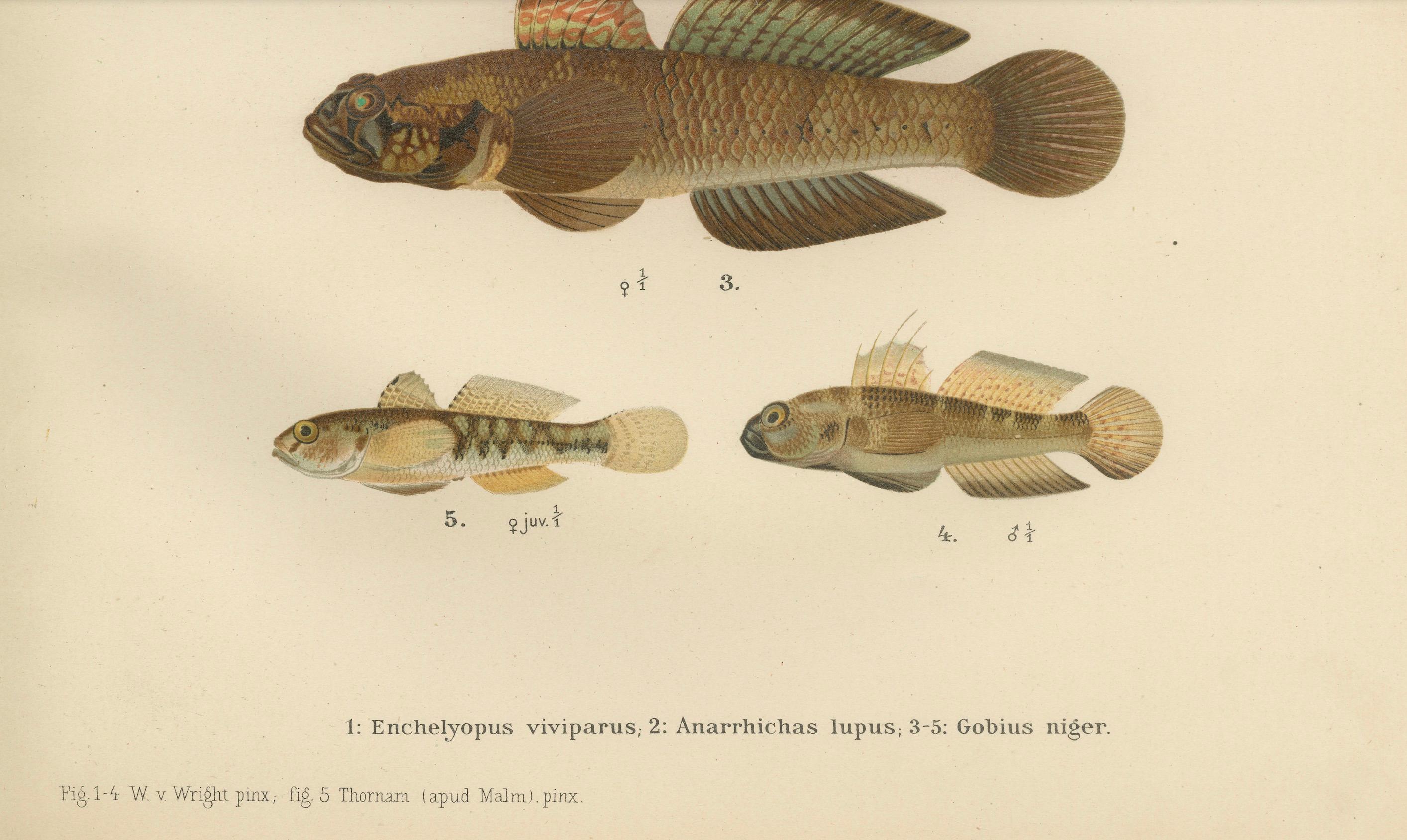 Viviparous Blenny, Wolf Fish, and Black Goby - Exquisite Scandinavian Fish Lithograph  

This exquisite 19th-century lithograph from *Skandinaviens Fiskar* beautifully captures three fascinating Scandinavian fish species: the Viviparous Blenny
