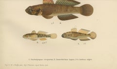 Viviparous Blenny, Wolf Fish, and Black Goby - Exquisite Scandinavian Fish Litho