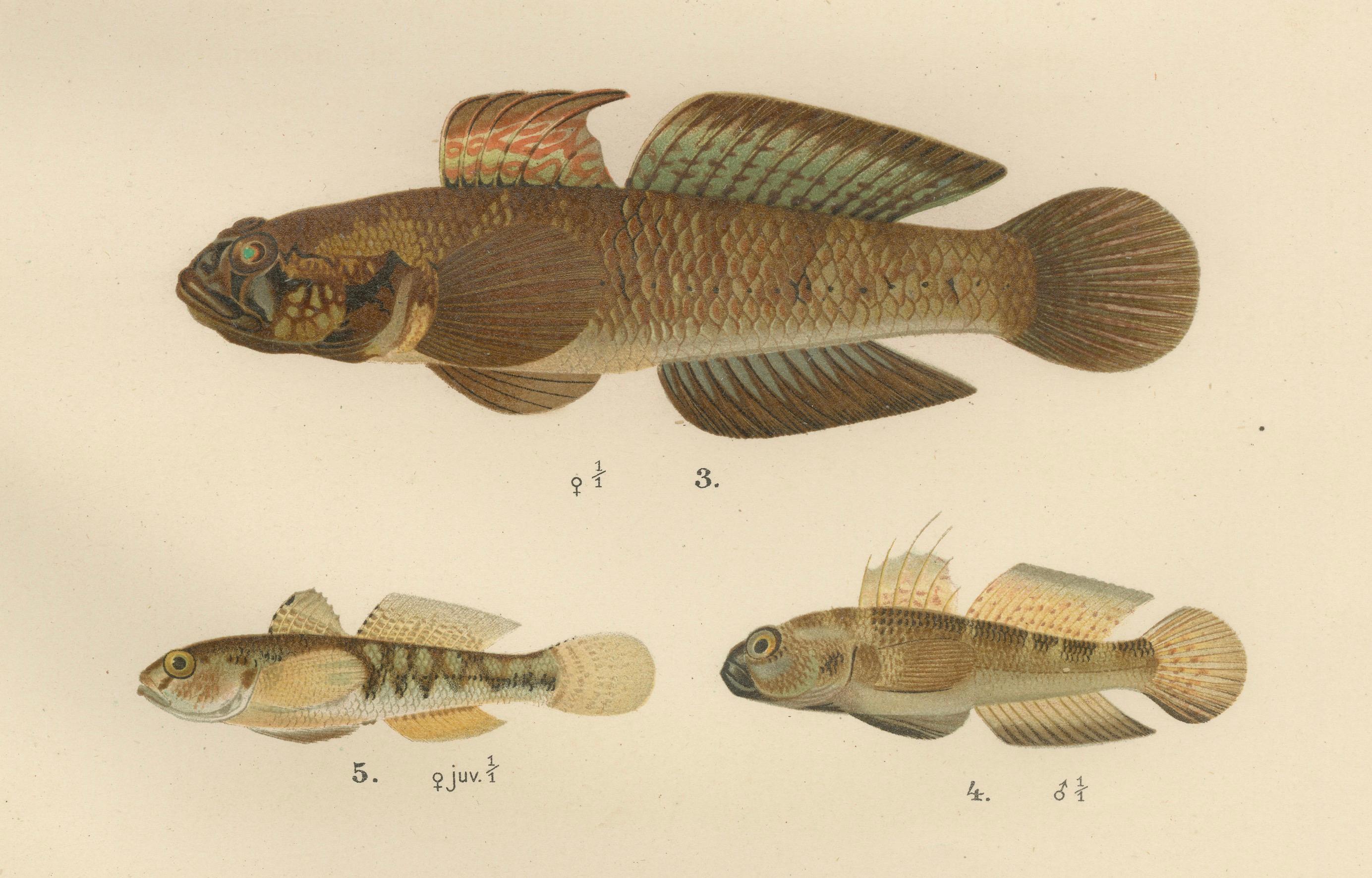 Viviparous Blenny, Wolf Fish, and Black Goby - Exquisite Scandinavian Fish Litho In Good Condition For Sale In Langweer, NL