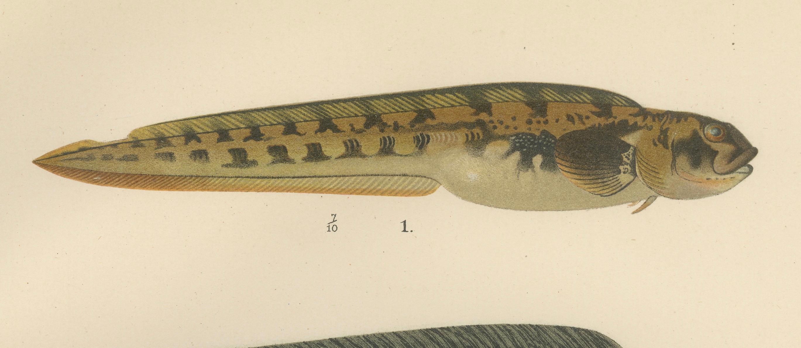 Late 19th Century Viviparous Blenny, Wolf Fish, and Black Goby - Exquisite Scandinavian Fish Litho For Sale