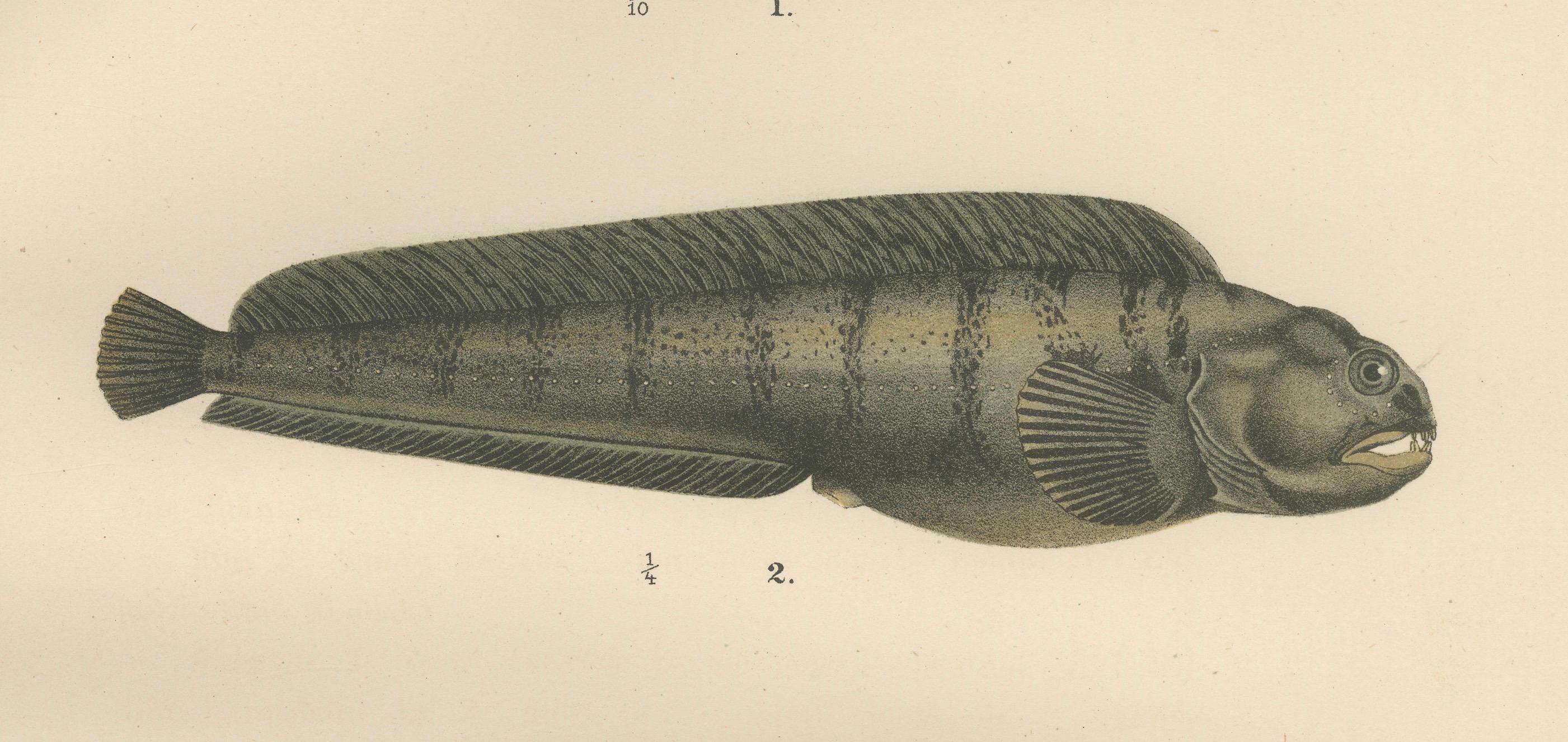 Paper Viviparous Blenny, Wolf Fish, and Black Goby - Exquisite Scandinavian Fish Litho For Sale