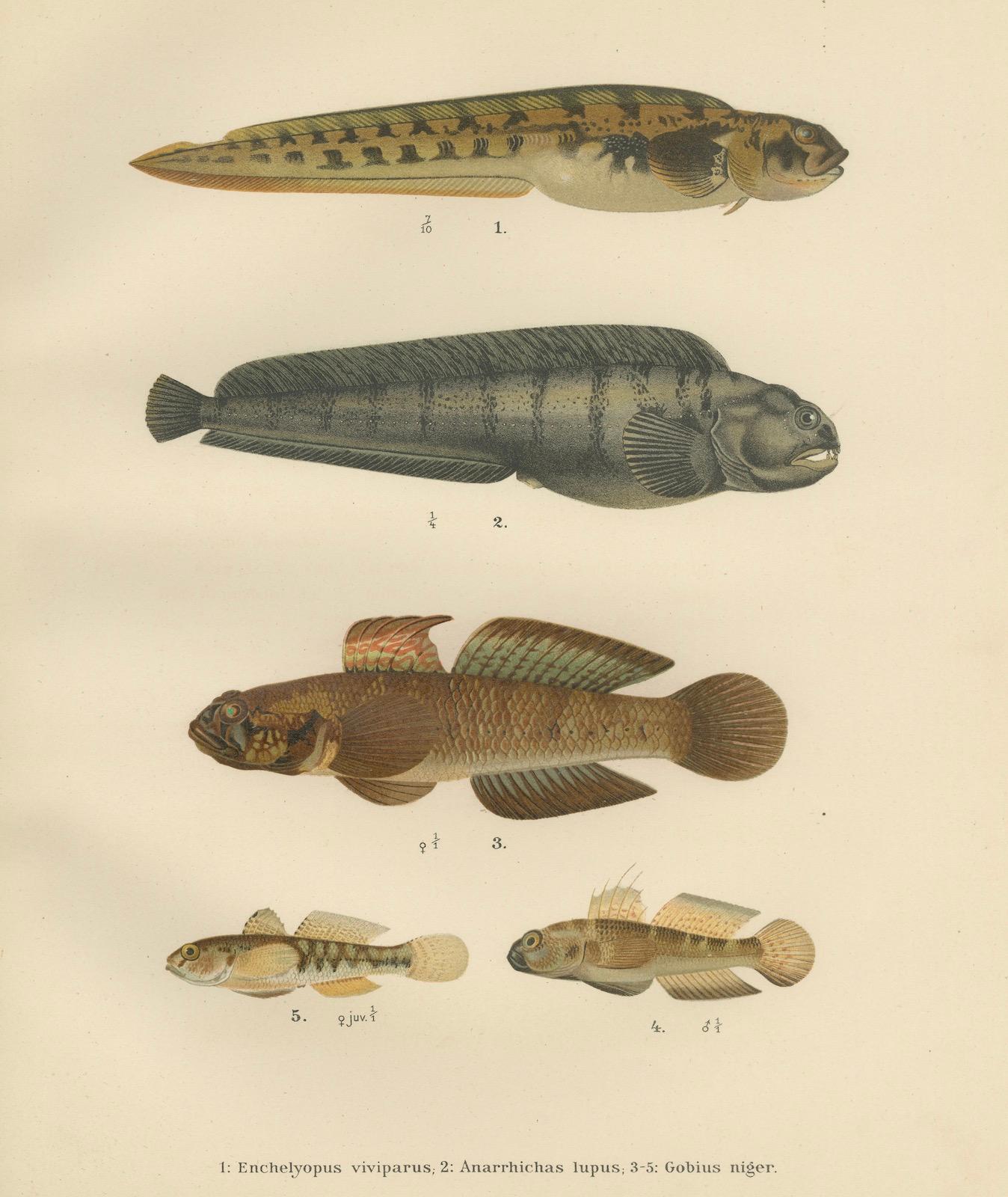 Viviparous Blenny, Wolf Fish, and Black Goby - Exquisite Scandinavian Fish Litho For Sale 1