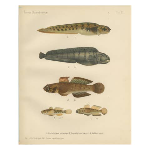 Viviparous Blenny, Wolf Fish, and Black Goby - Exquisite Scandinavian Fish Litho