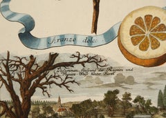 Aranzo Dolce" de Johan Christoph Volckhamer:: une gravure sur plaque de cuivre:: c. 1708