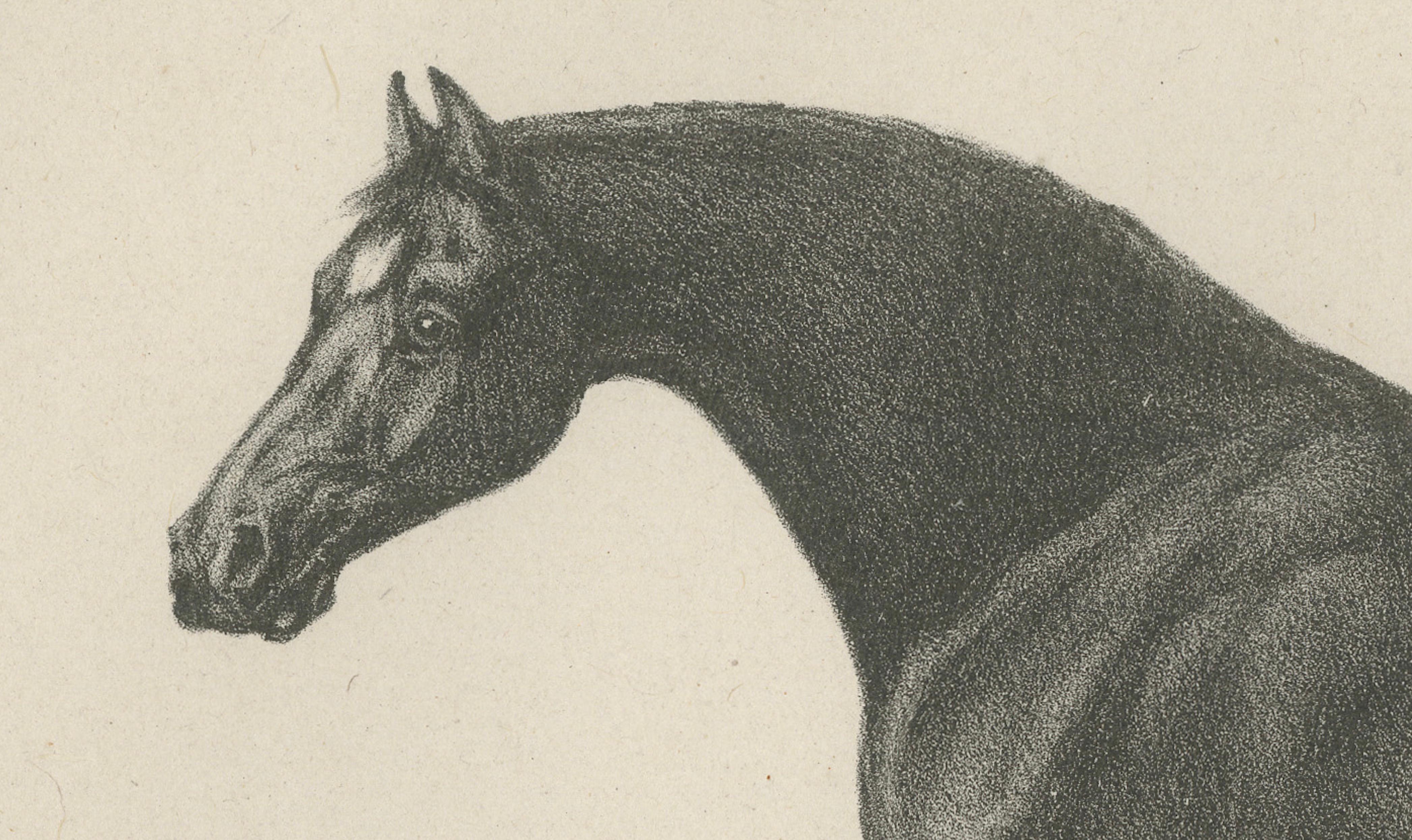 Volunteer & Selim – Pair of Antique Thoroughbred Horse Lithographs, c.1840