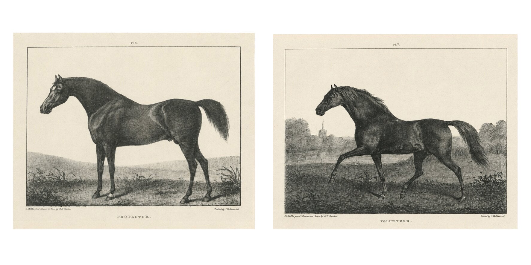 Volunteer & Selim – Pair of Antique Thoroughbred Horse Lithographs, c.1840