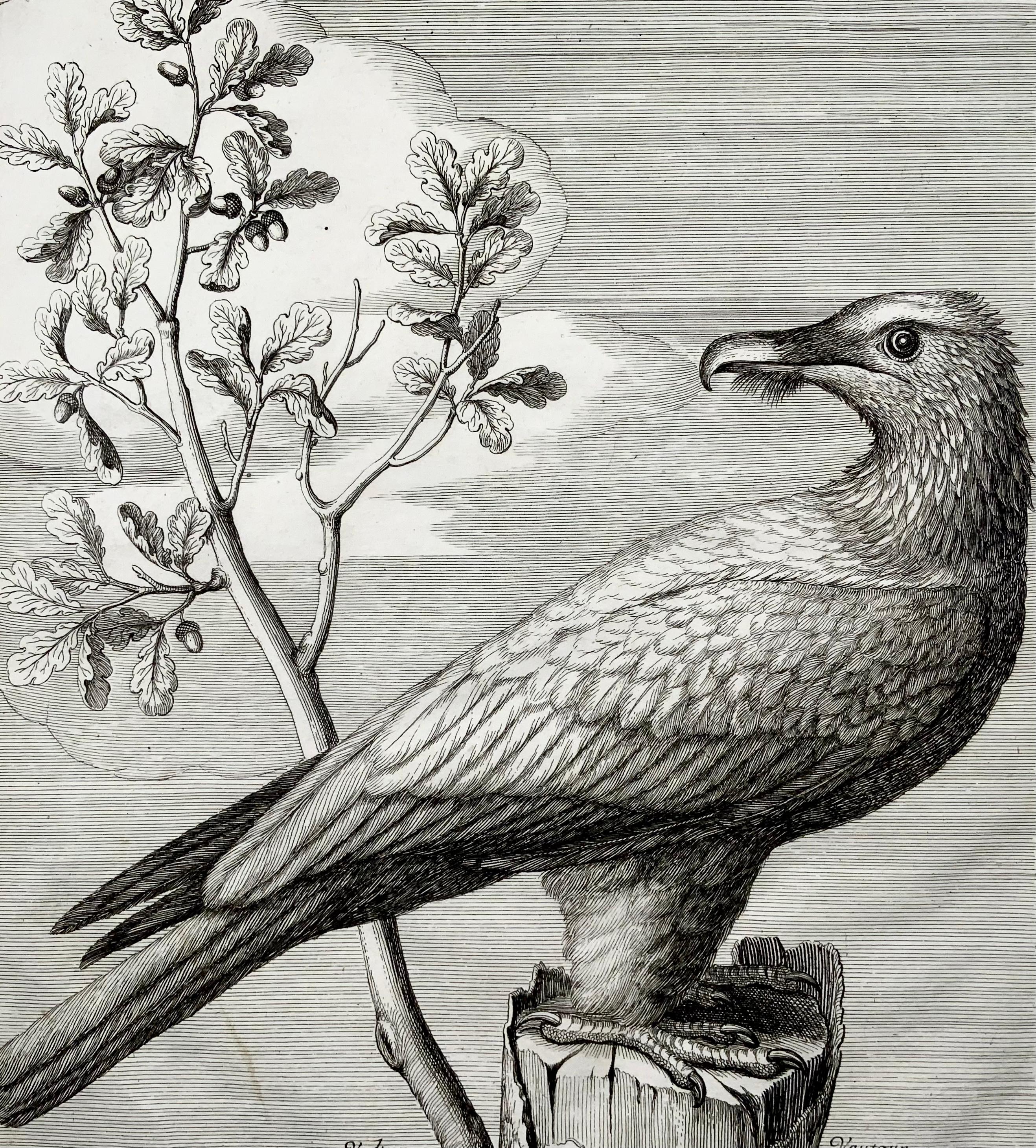 French Vulture, Bird of Prey, Nicolas Robert, Folio Etching For Sale