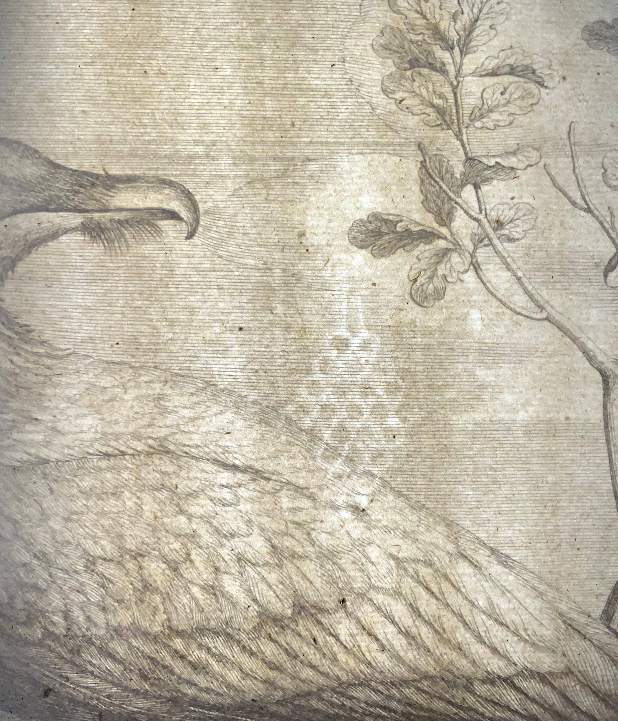 Hand-Painted Vulture, Bird of Prey, Nicolas Robert, Folio Etching For Sale