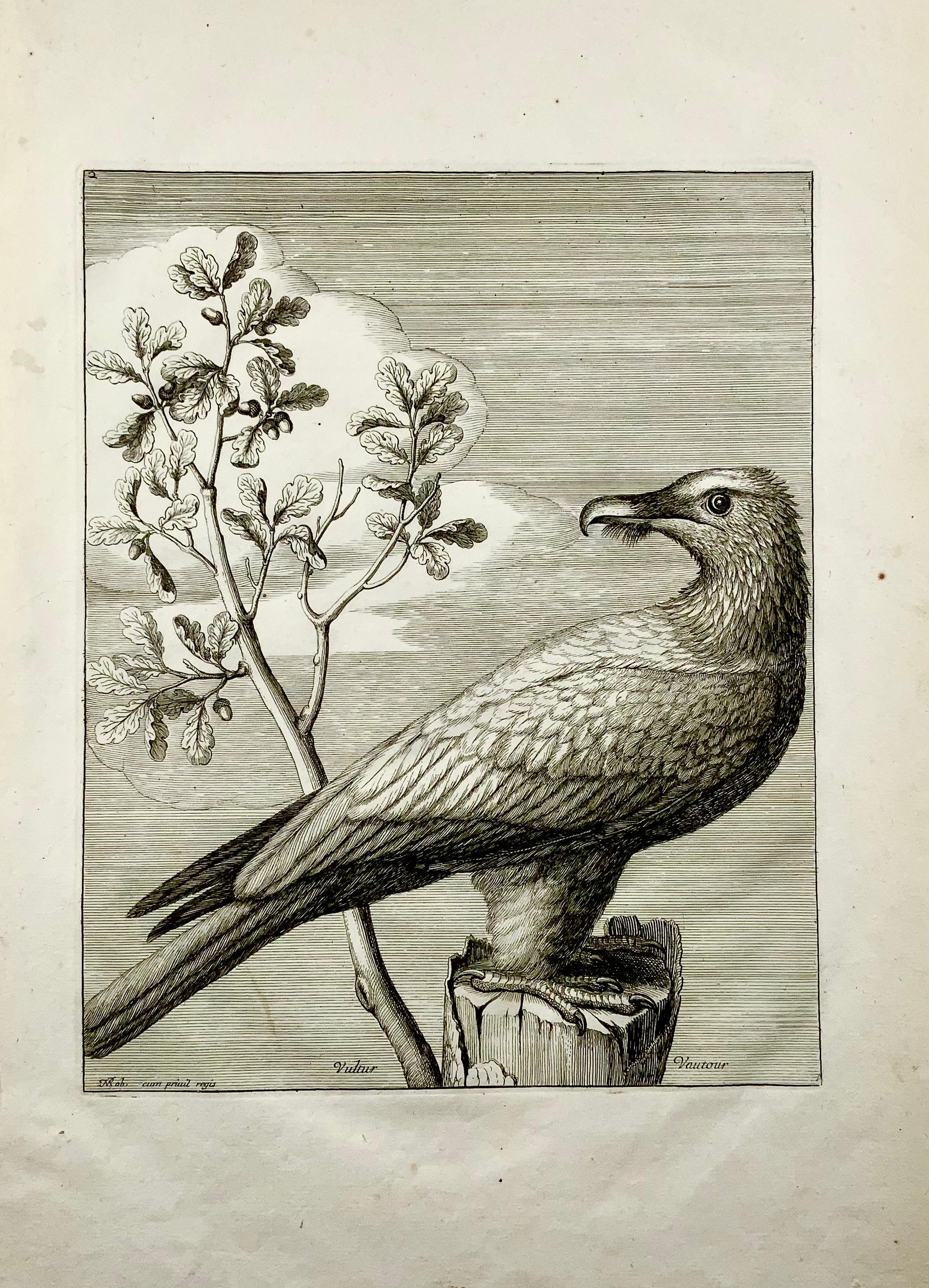 Late 18th Century Vulture, Bird of Prey, Nicolas Robert, Folio Etching For Sale