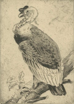 Vulture Etching – Natural History Print of the Andean Condor, ca.1880