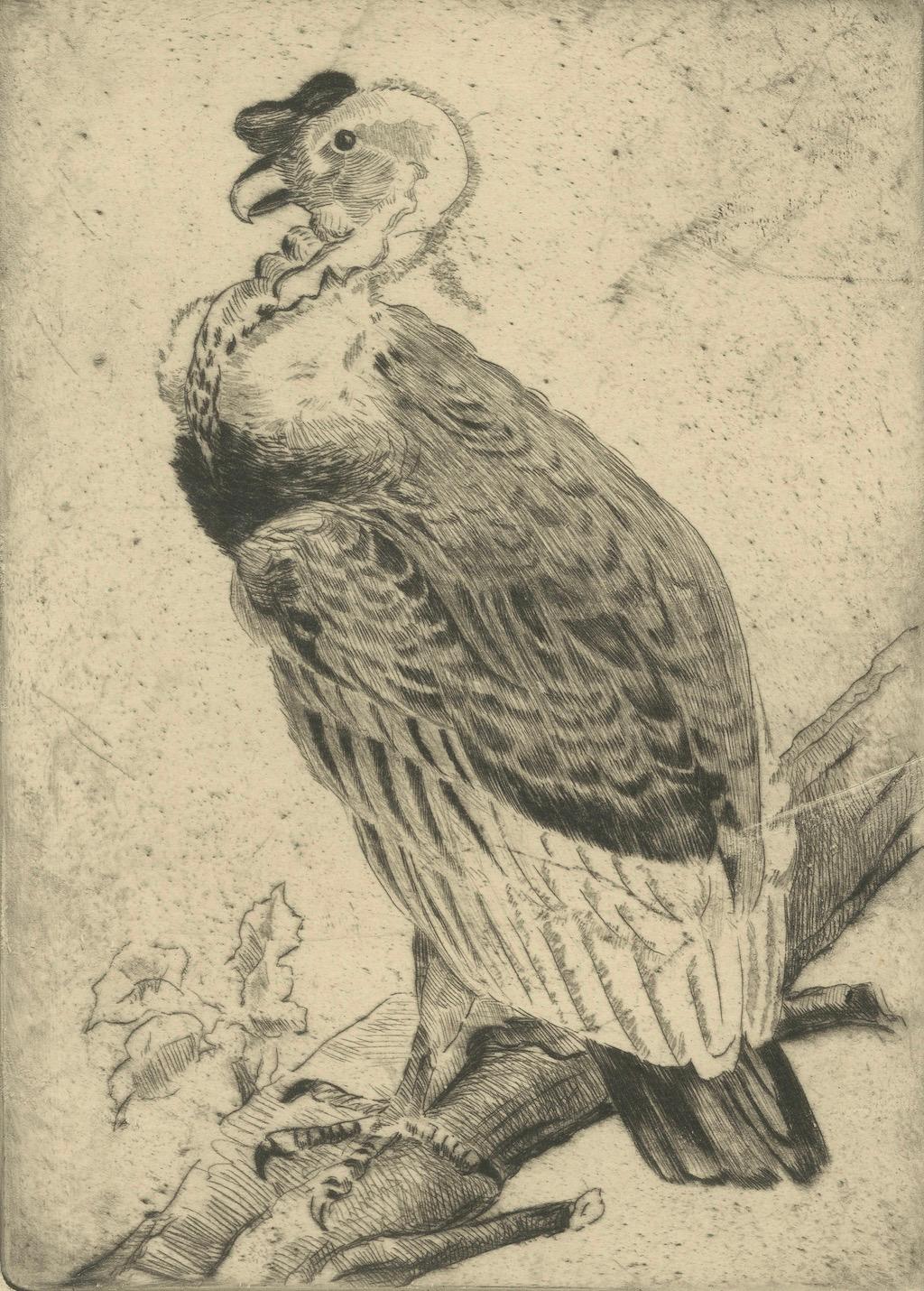 19th Century Vulture Etching – Natural History Print of the Andean Condor, ca.1880 For Sale