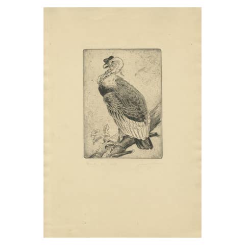 Vulture Etching – Natural History Print of the Andean Condor, ca.1880