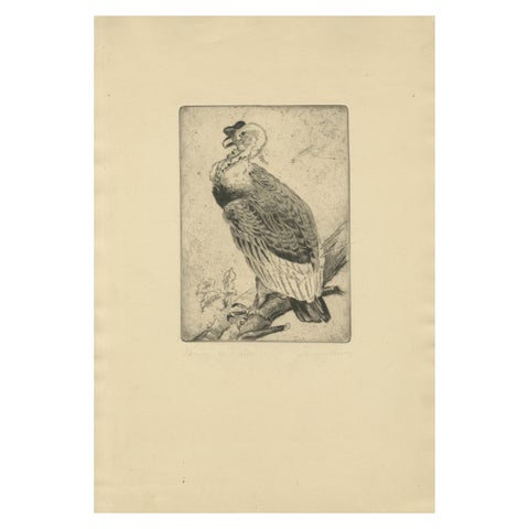 Vulture Etching, Natural History Print of the Andean Condor, ca.1880