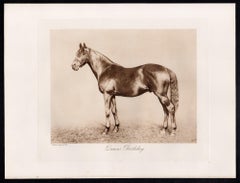 Queen's Birthday, racehorse, horse racing sepia photogravure, 1906