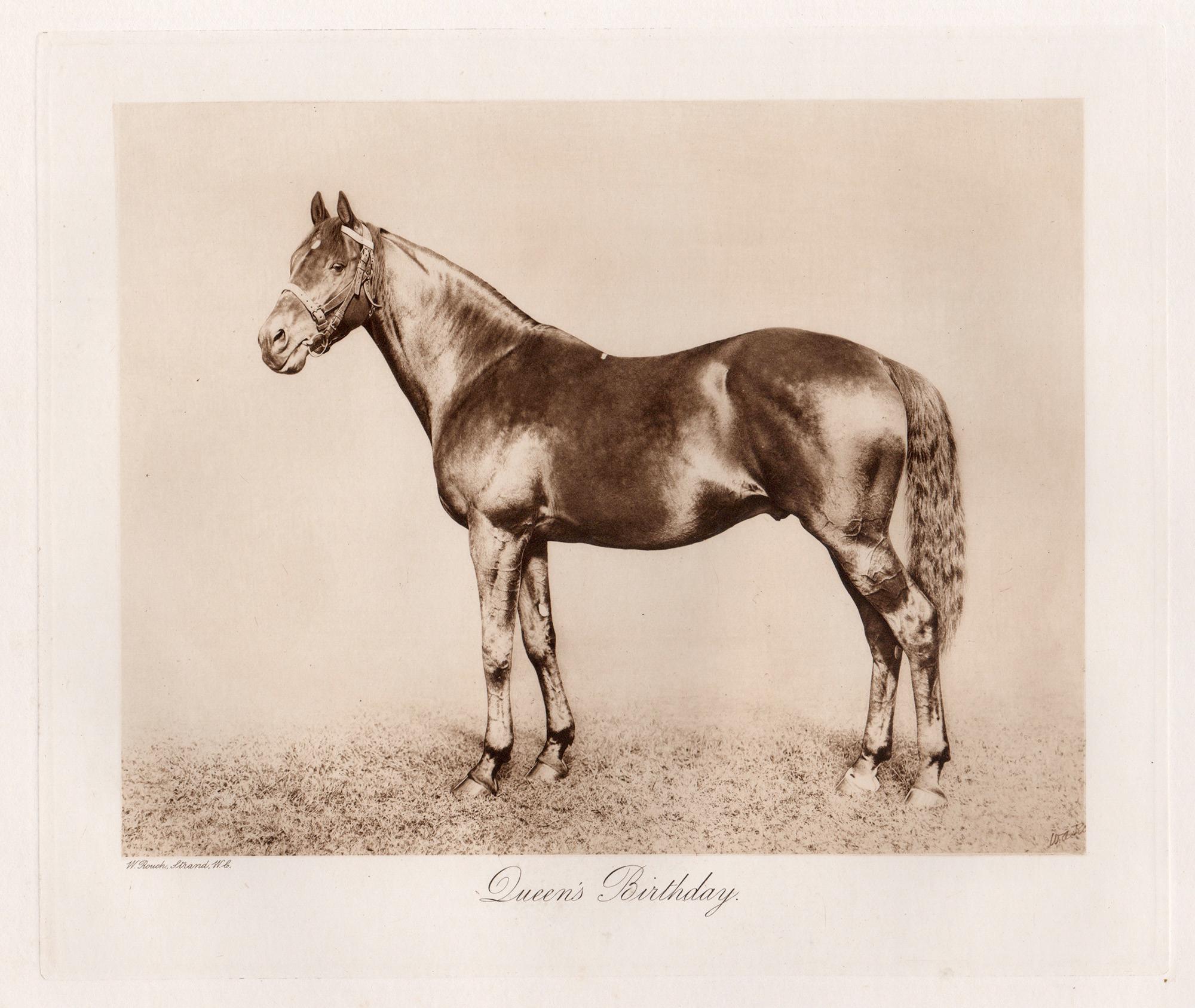 Anniversaire de la reine, cheval de course, photogravure sépia sur le thème des courses hippiques, 1906
