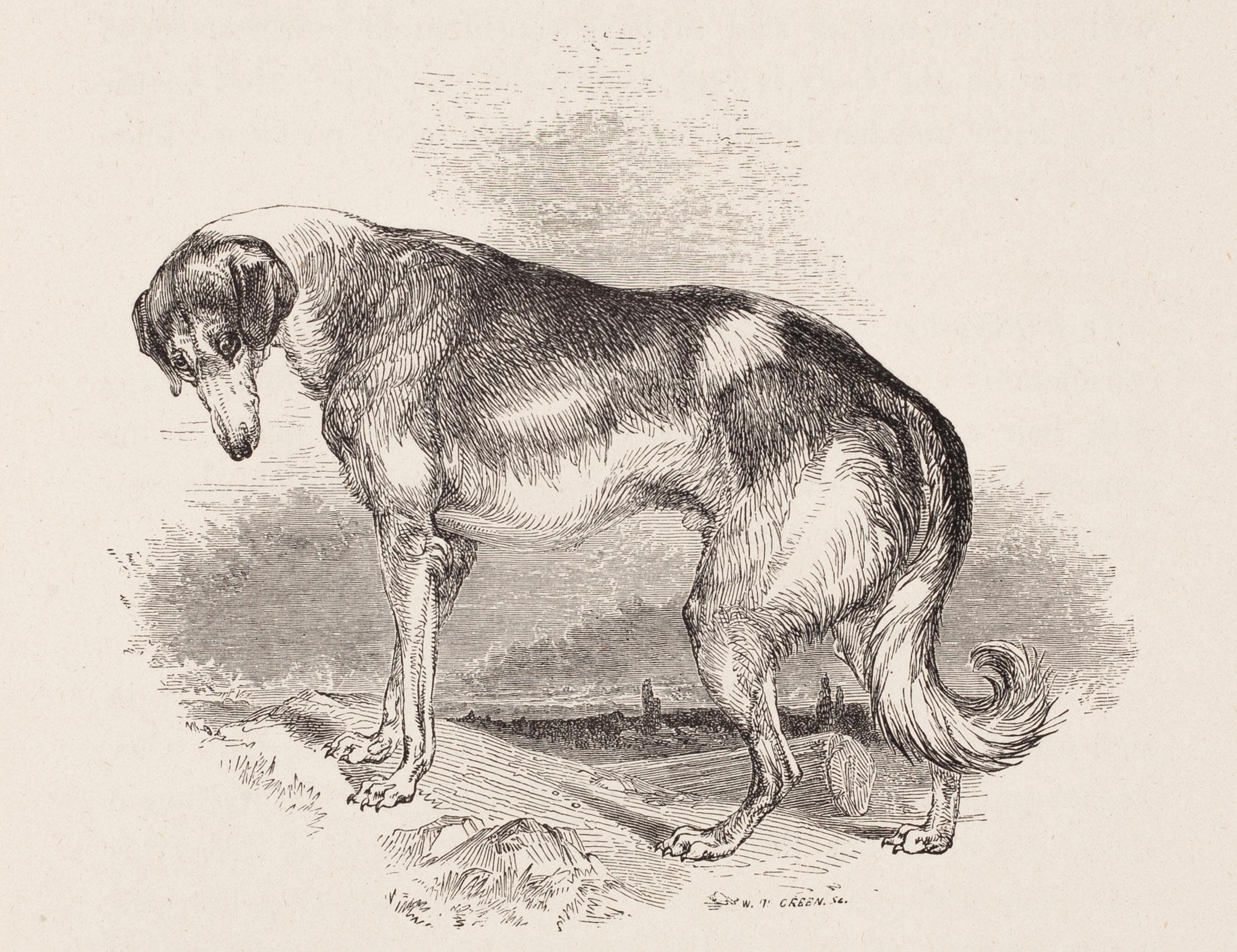 W. T. Greene Print - The Grecian Greyhound