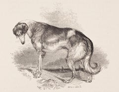 The Grecian Greyhound