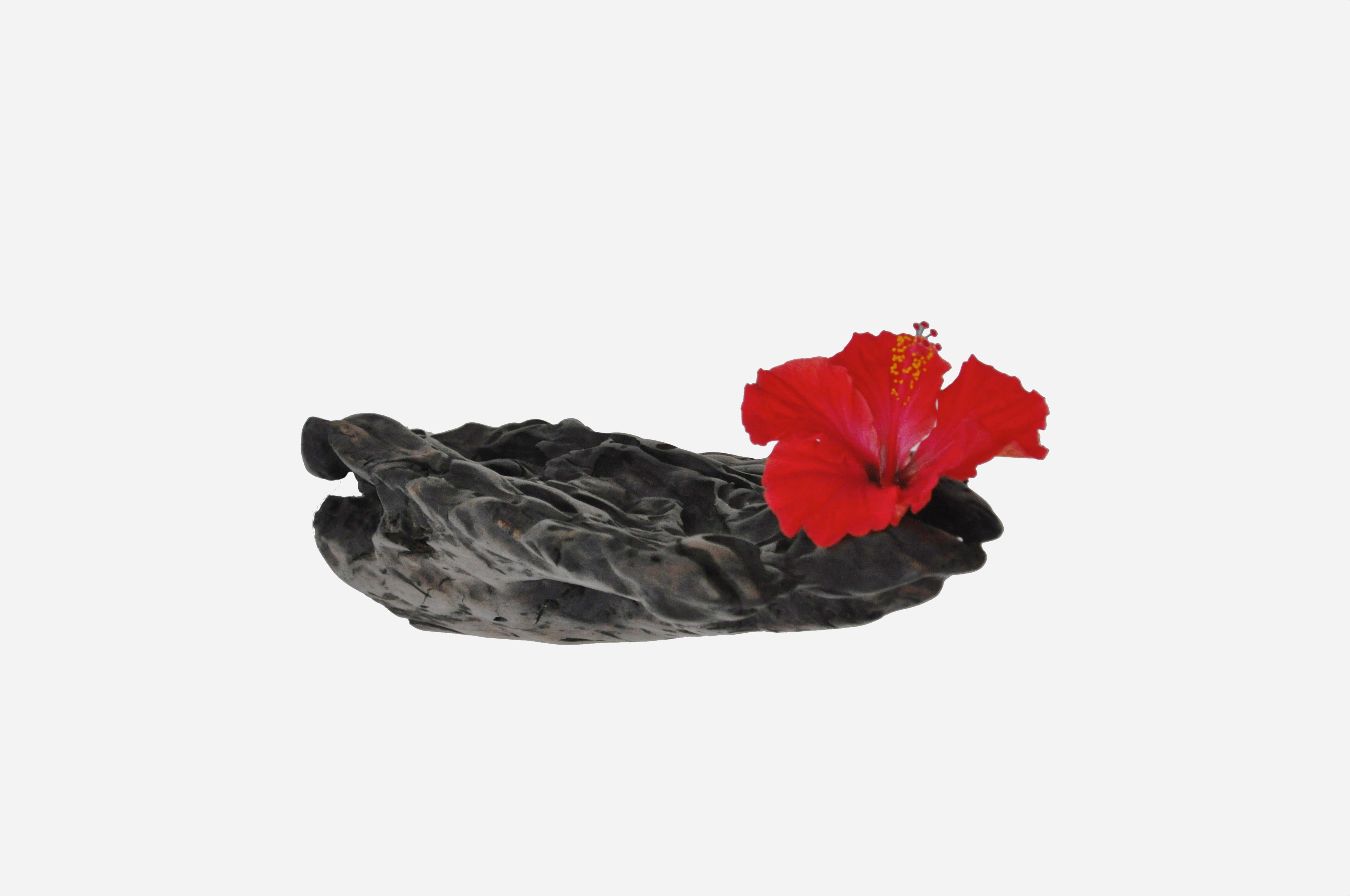 W2280 Wall Hanging Shelf in Trop. Driftwood by Jörg Pietschmann For Sale 7