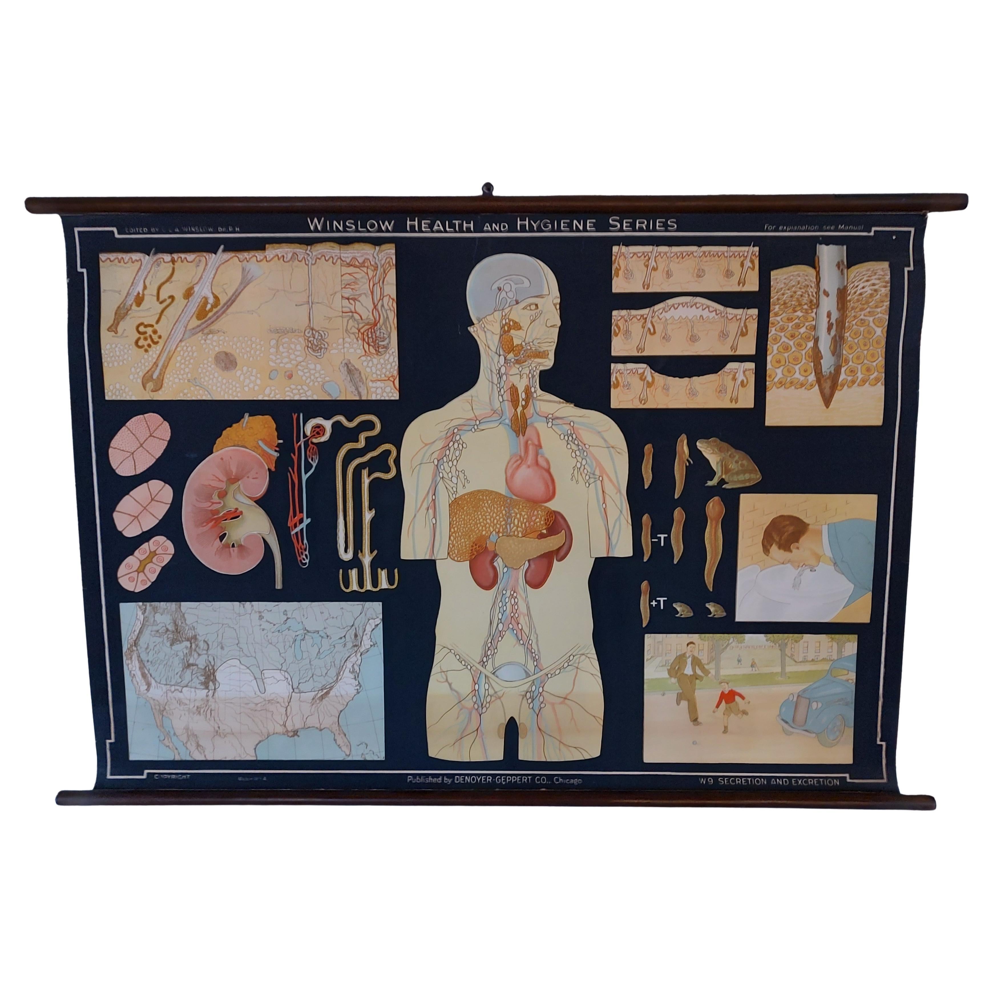 W9 Secretion 
Excretion Biological Wall Chart For Sale