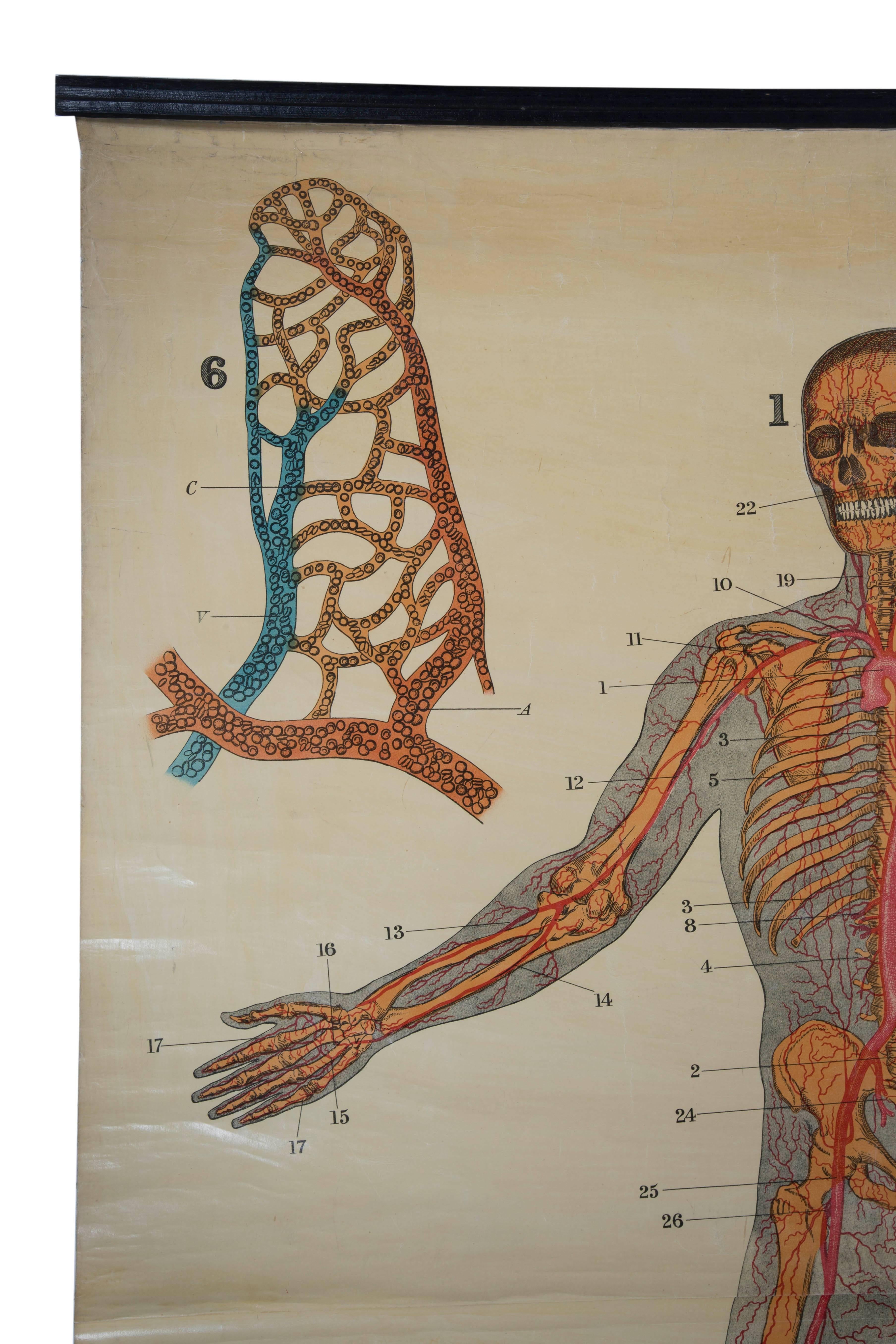 W&A J Johnstons Series of Anatomy, Cartography of Heart and Artery System In Fair Condition For Sale In Oxfordshire, GB