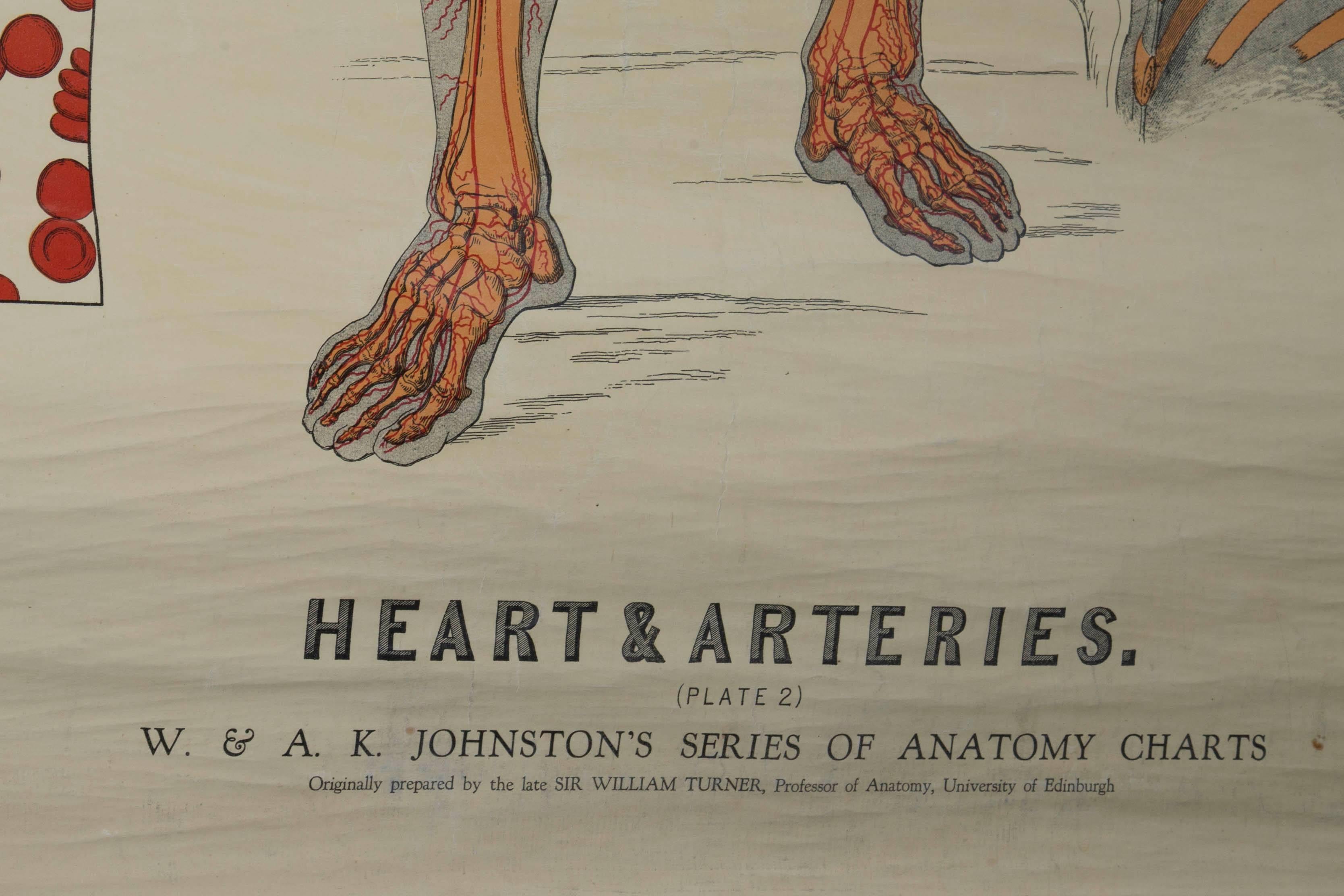 20th Century W&A J Johnstons Series of Anatomy, Cartography of Heart and Artery System For Sale