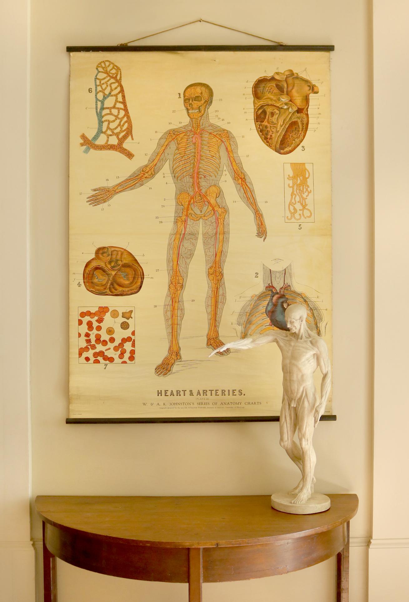 W&A J Johnstons Series of Anatomy, Cartography of Heart and Artery System For Sale 1
