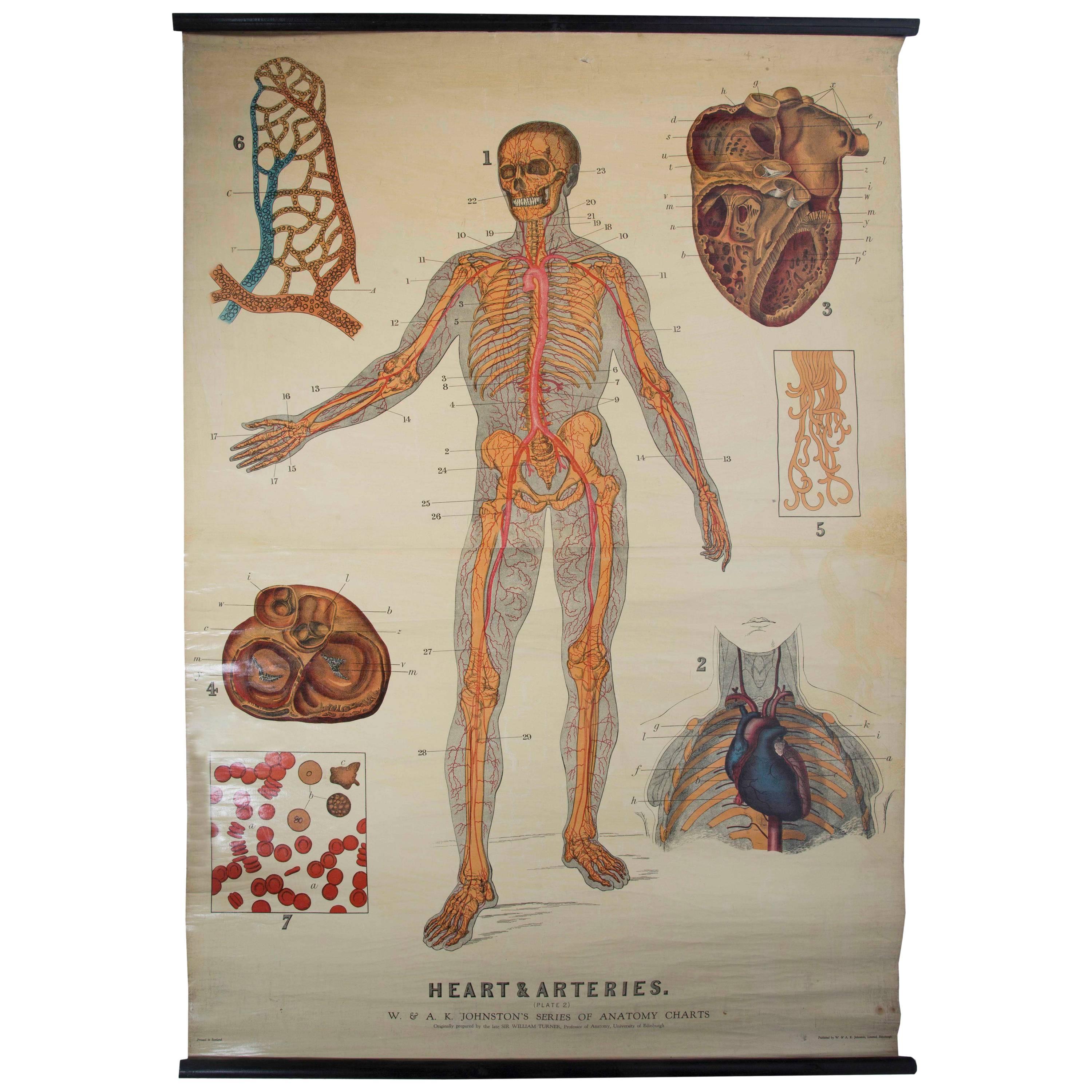 W&A J Johnstons Series of Anatomy, Cartography of Heart and Artery System For Sale