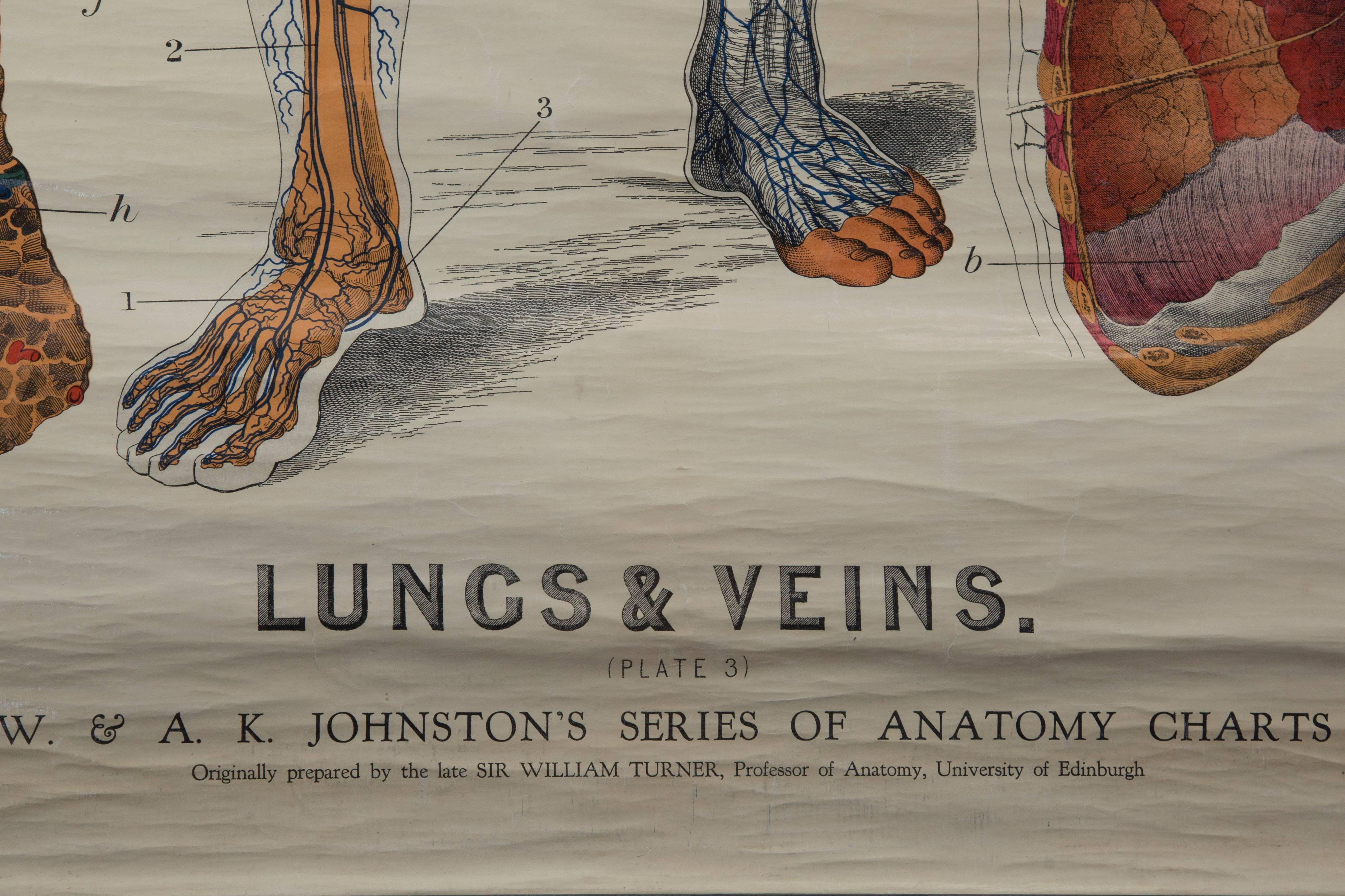 W&A J Johnstons Series of Anatomy 'Lungs and Respiratory System' In Fair Condition For Sale In Oxfordshire, GB