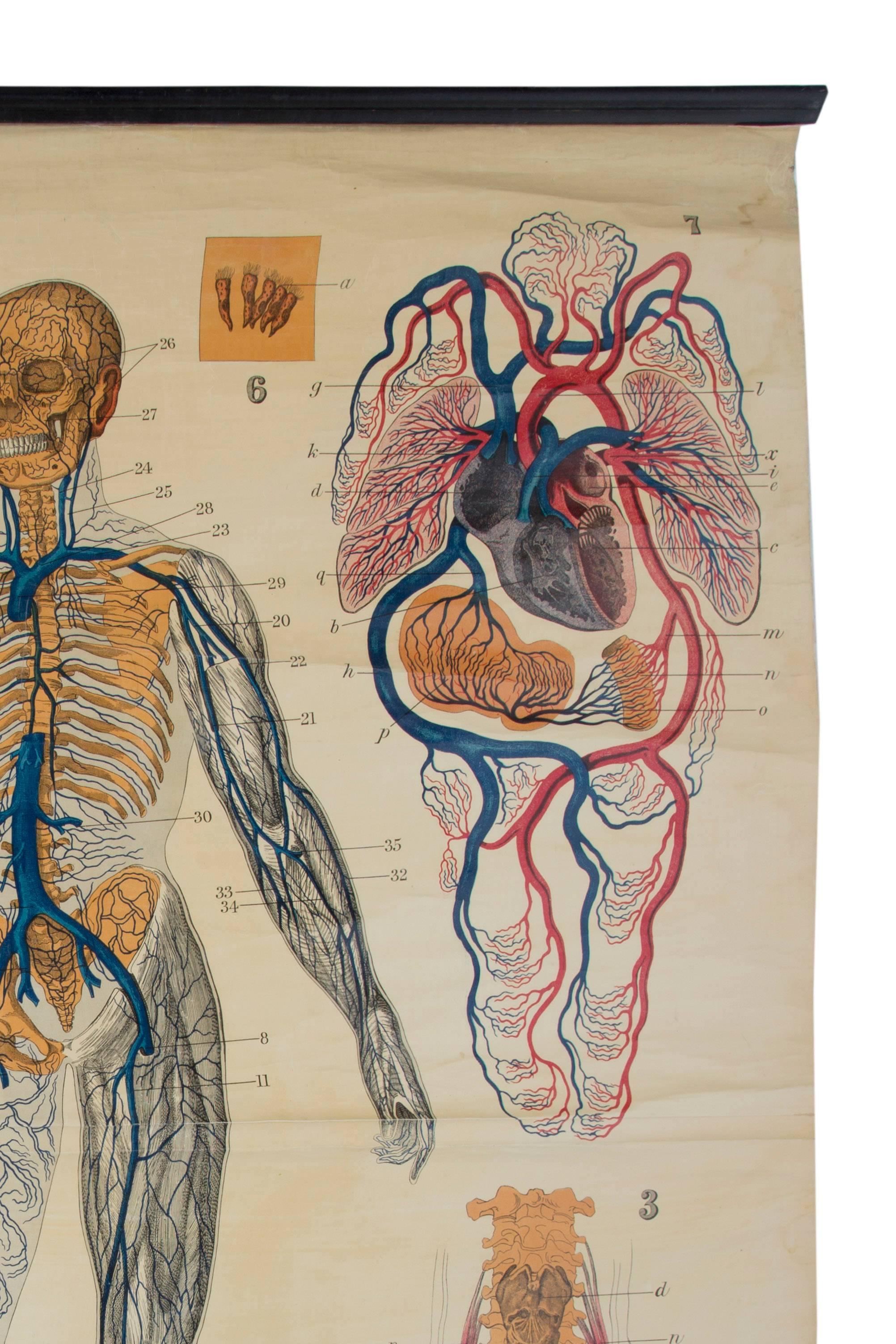 20th Century W&A J Johnstons Series of Anatomy 'Lungs and Respiratory System' For Sale