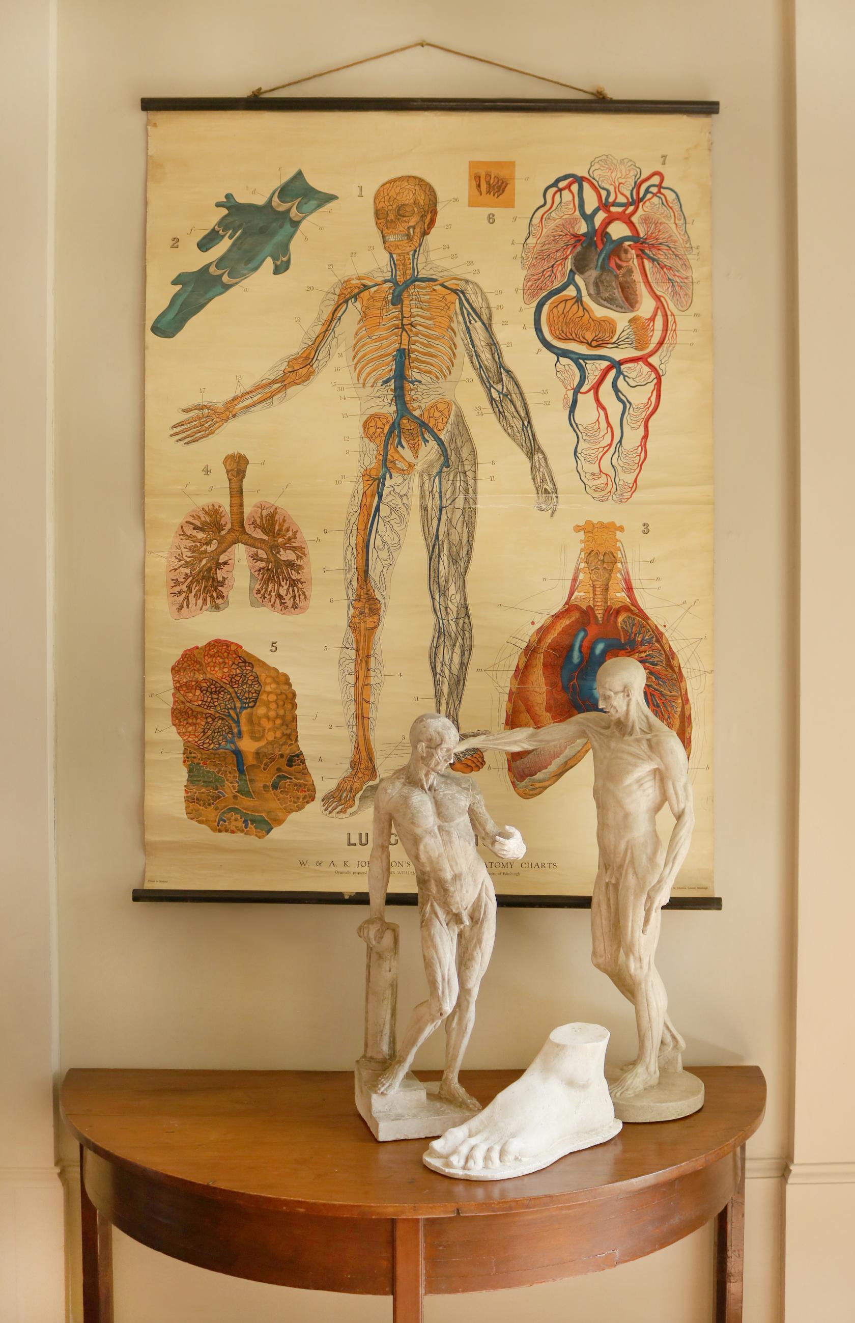 W&A J Johnstons Series of Anatomy 'Lungs and Respiratory System' For Sale 3