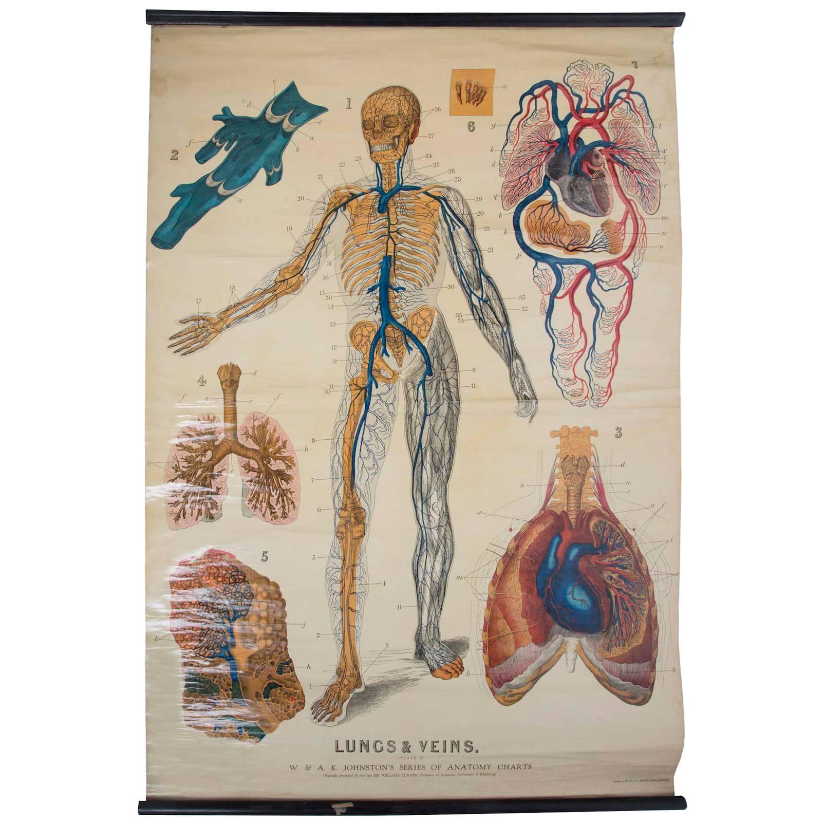 W&A J Johnstons Series of Anatomy 'Lungs and Respiratory System' For Sale